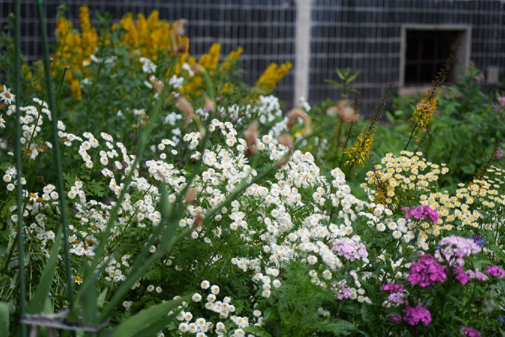 Сергиево-Посадский городской округ, Сергиев Посад, Конкурс цветников, Красота, Лето в Подмосковье, Благоустройство, Перемены
