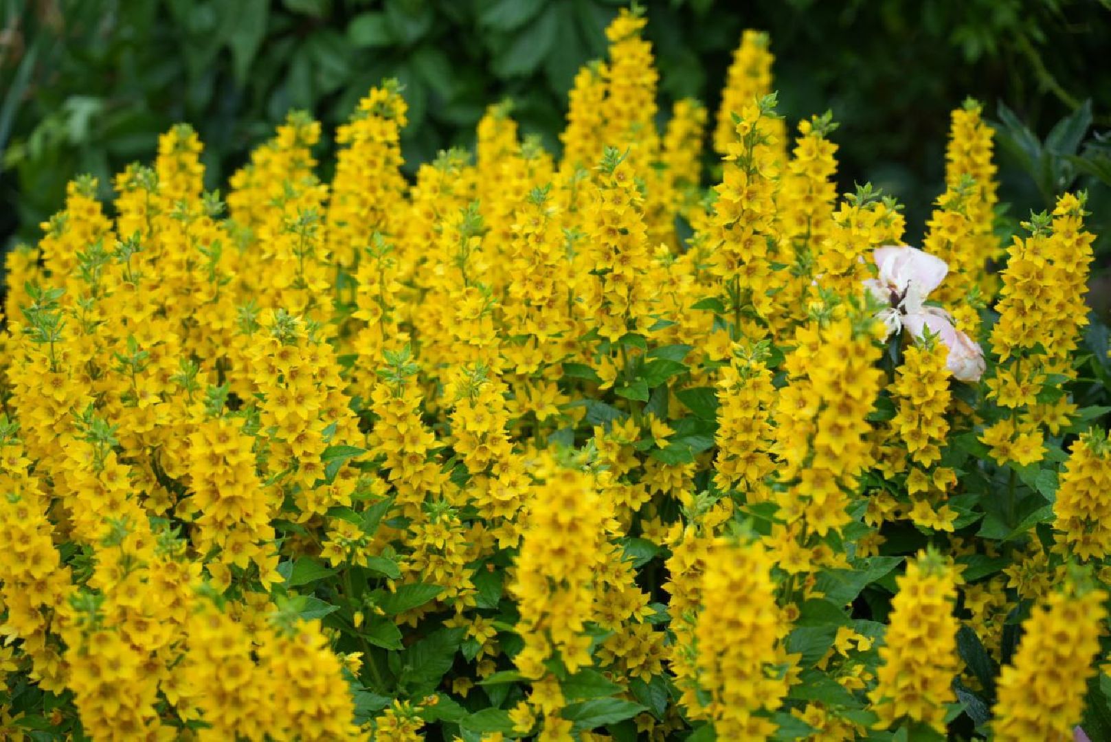 Сергиево-Посадский городской округ, Сергиев Посад, Конкурс цветников, Красота, Лето в Подмосковье, Благоустройство, Перемены
