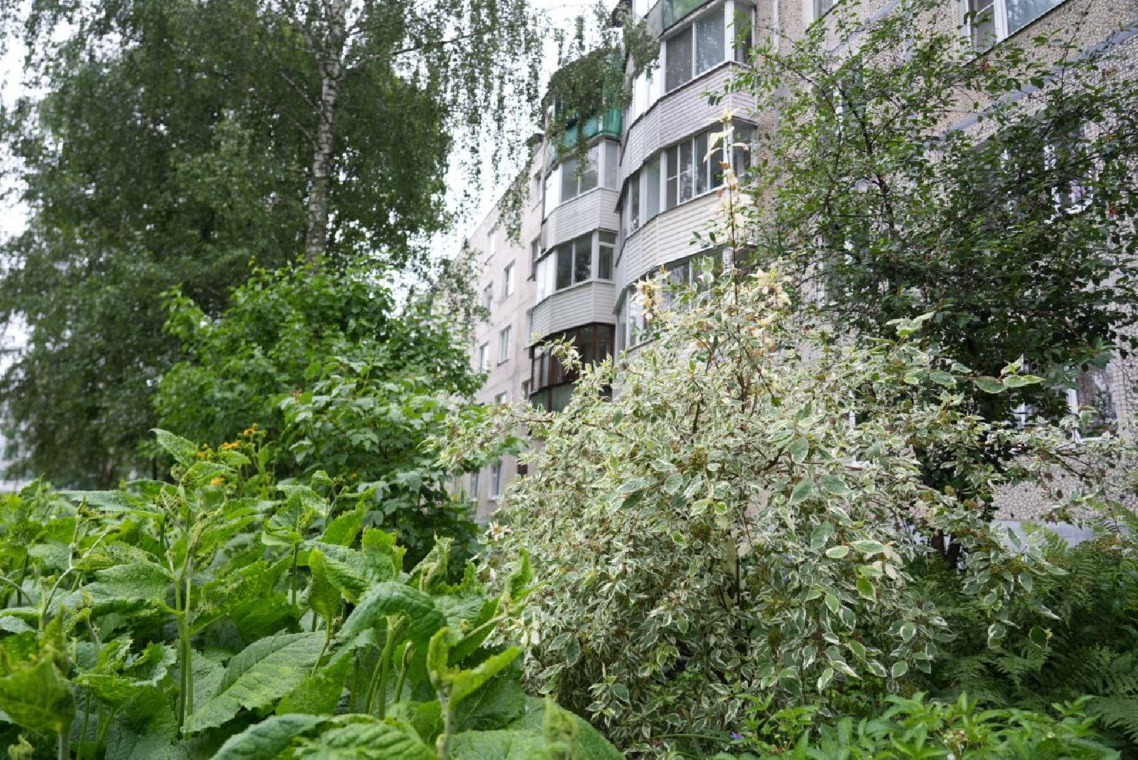 Сергиево-Посадский городской округ, Сергиев Посад, Конкурс цветников, Красота, Лето в Подмосковье, Благоустройство, Перемены