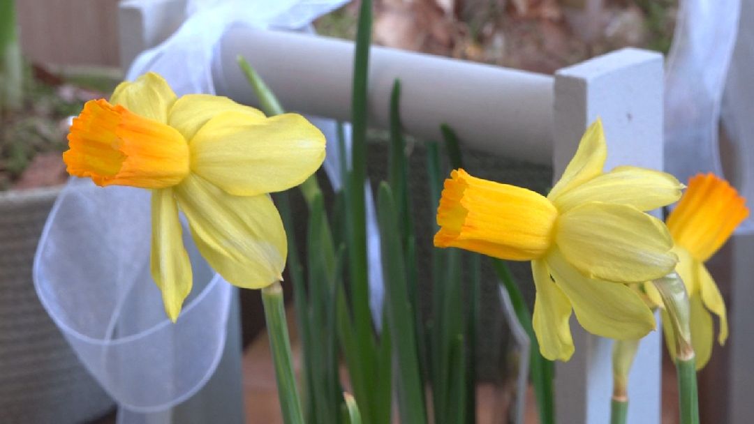 8 Марта, цветы, весна, Домодедово