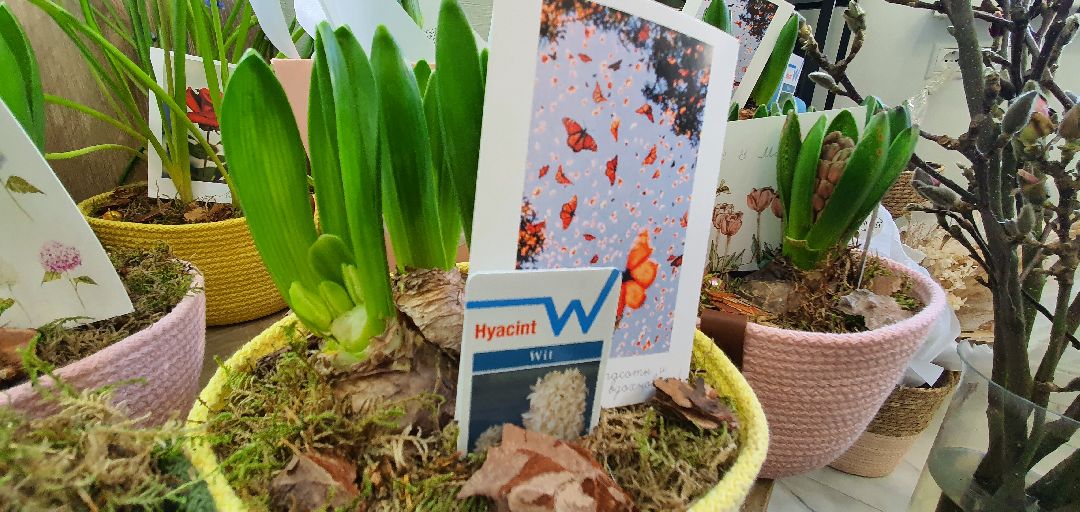 8 Марта, цветы, весна, Домодедово