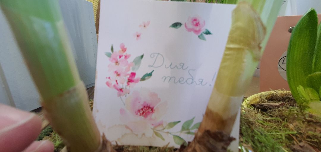 8 Марта, цветы, весна, Домодедово