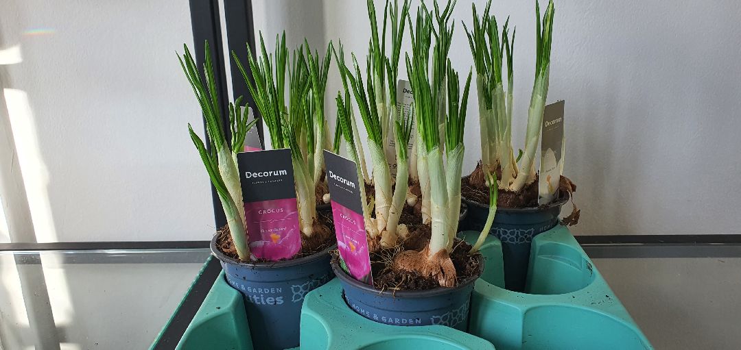 8 Марта, цветы, весна, Домодедово