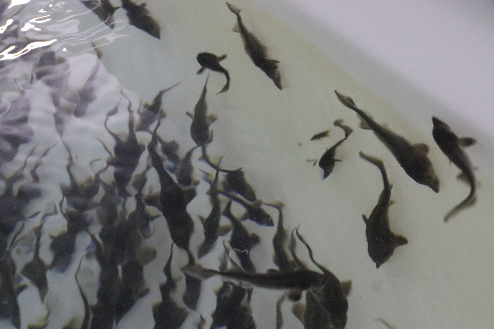 Серебряные Пруды, сельское хозяйство, экономка, осетр