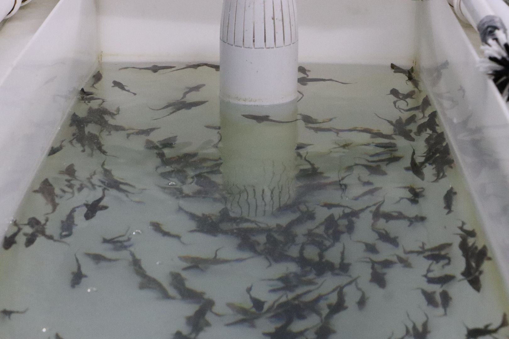 Серебряные Пруды, сельское хозяйство, экономка, осетр