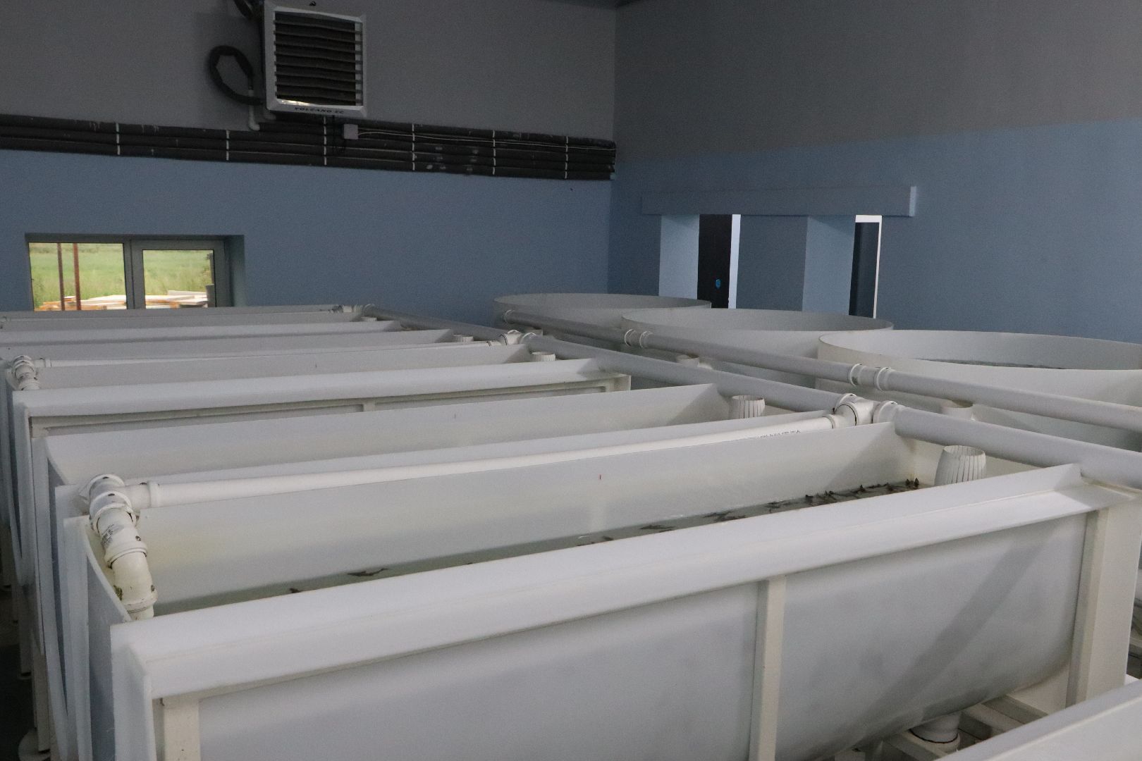 Серебряные Пруды, сельское хозяйство, экономка, осетр