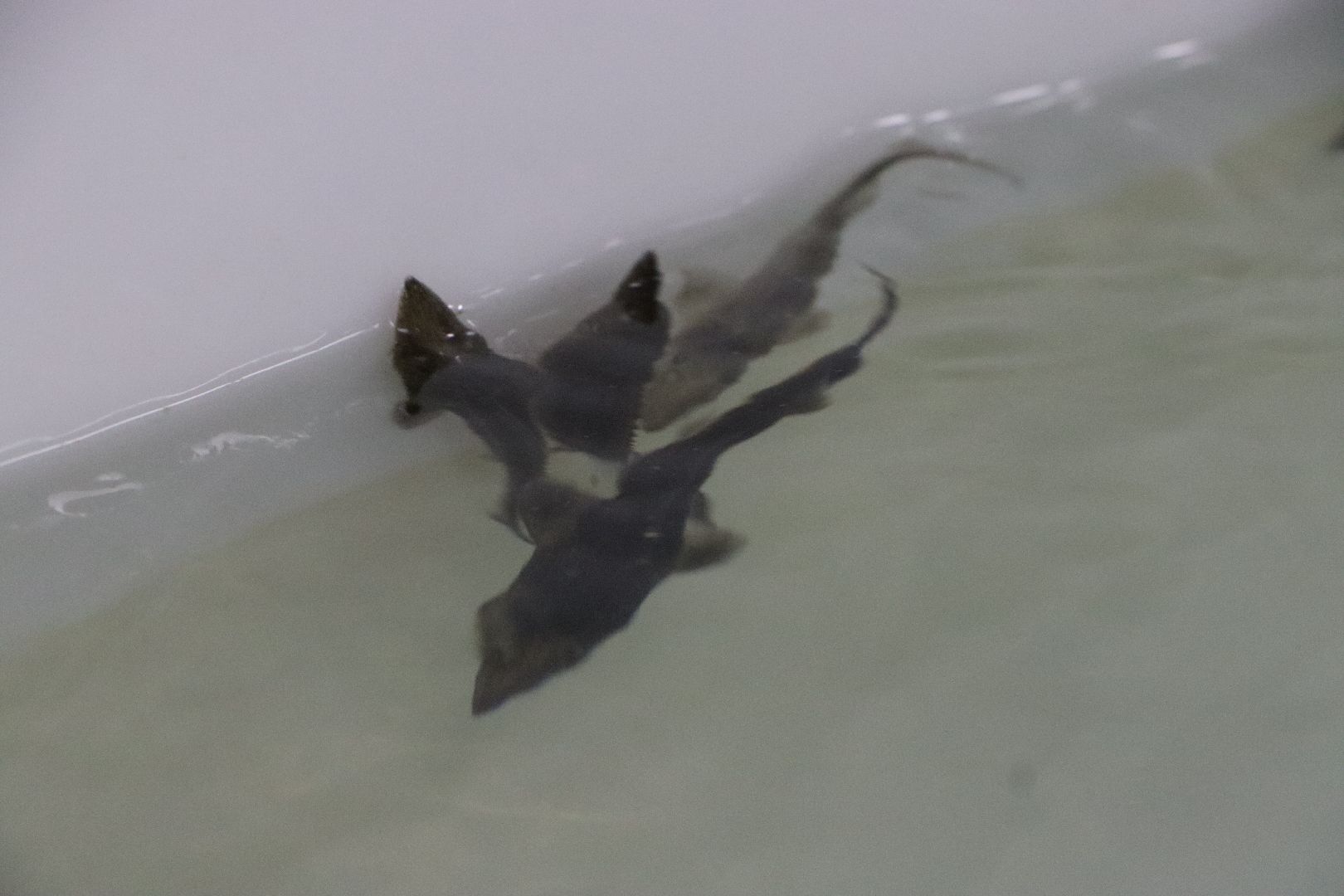 Серебряные Пруды, сельское хозяйство, экономка, осетр