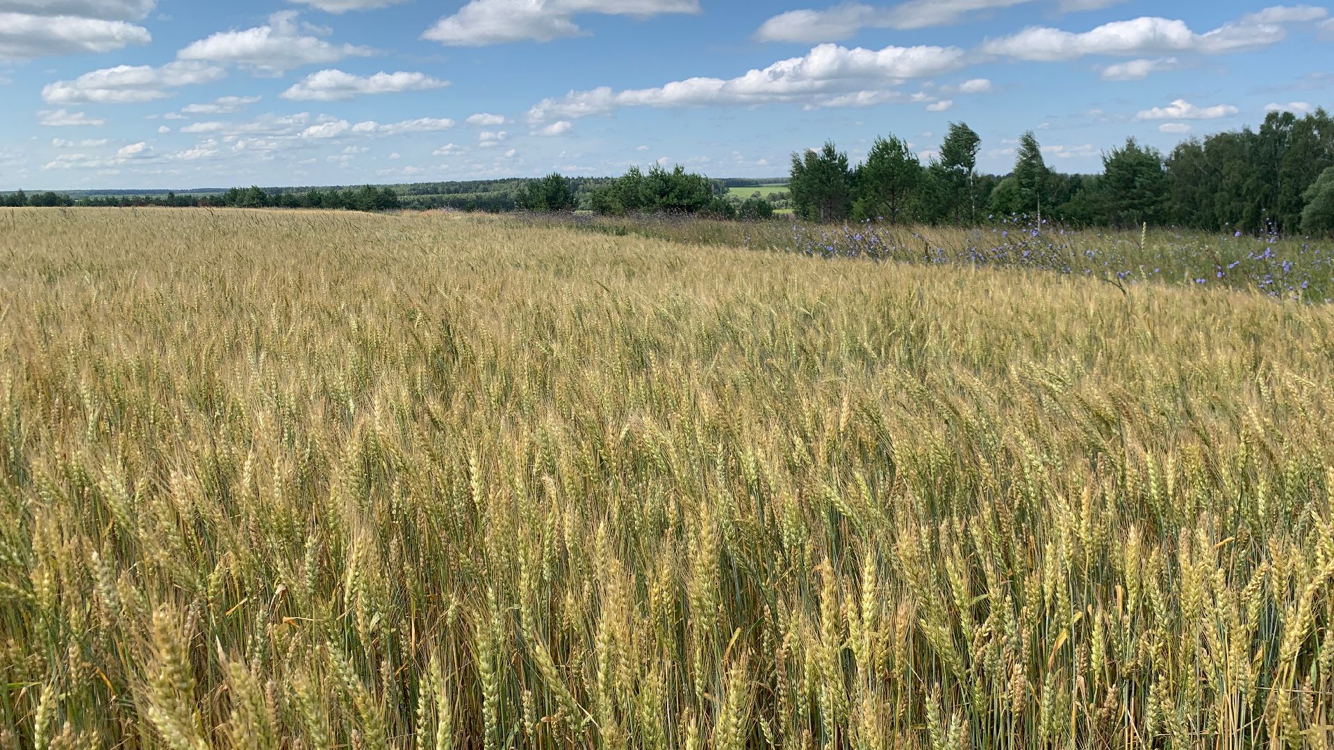 Ступино, сельское хозяйство, пшеница