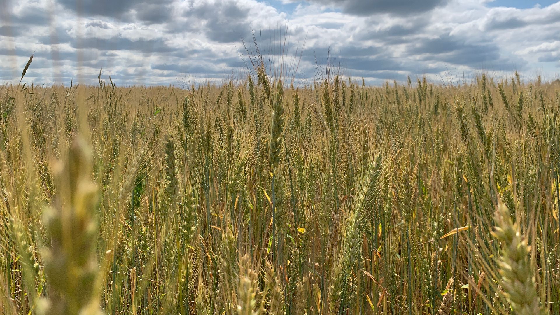 Ступино, сельское хозяйство, пшеница