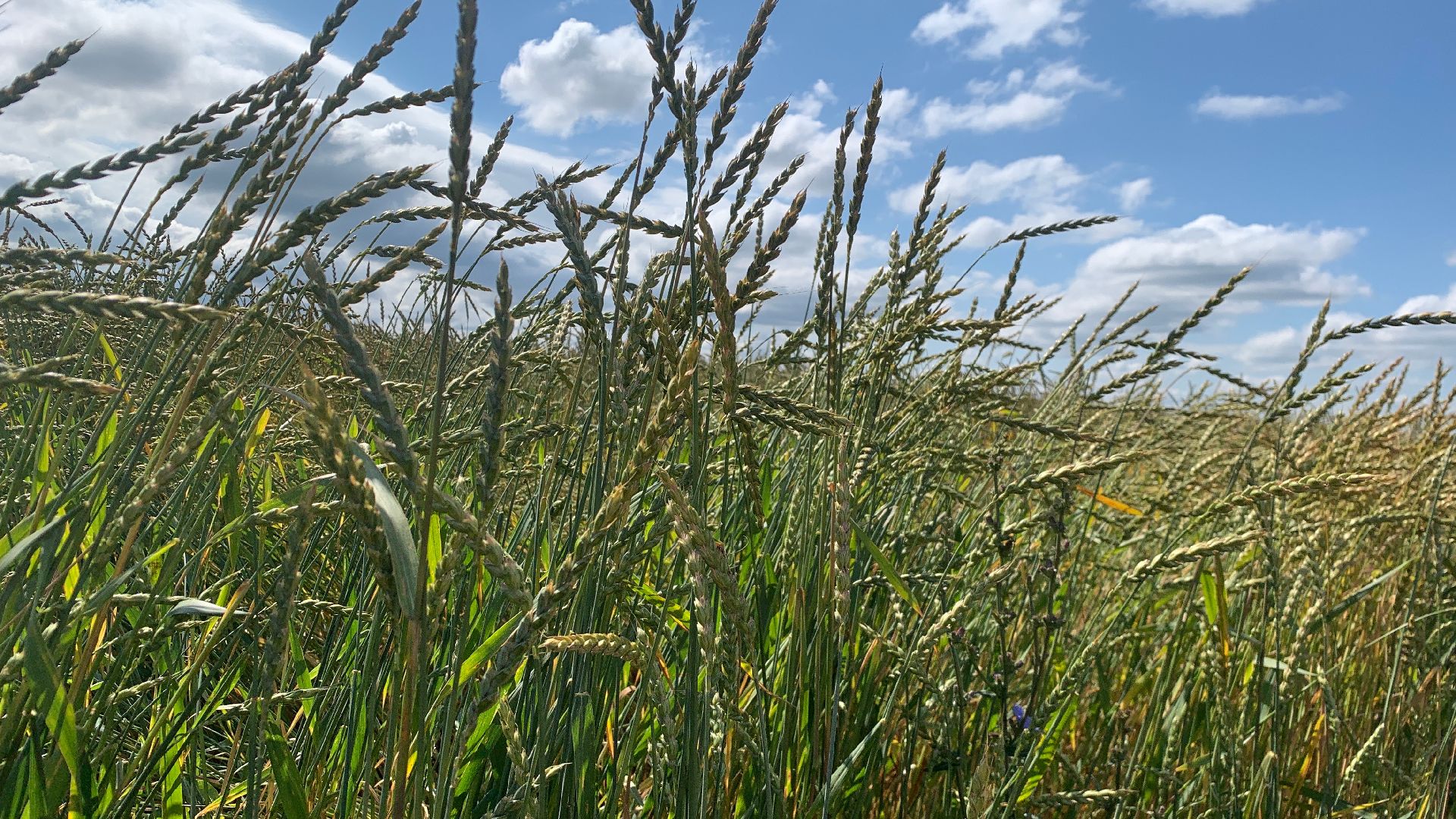 Ступино, сельское хозяйство, пшеница