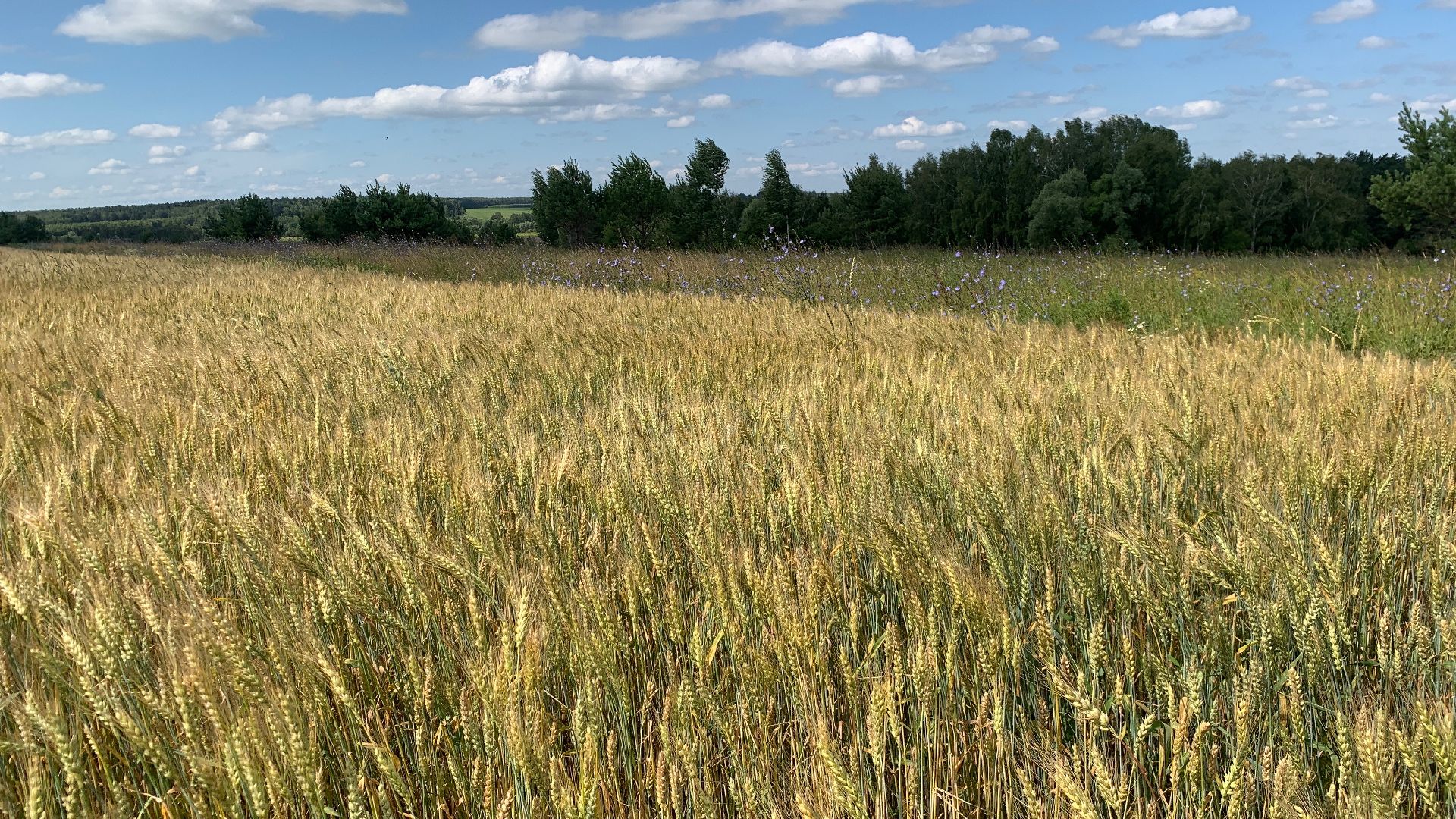 Ступино, сельское хозяйство, пшеница