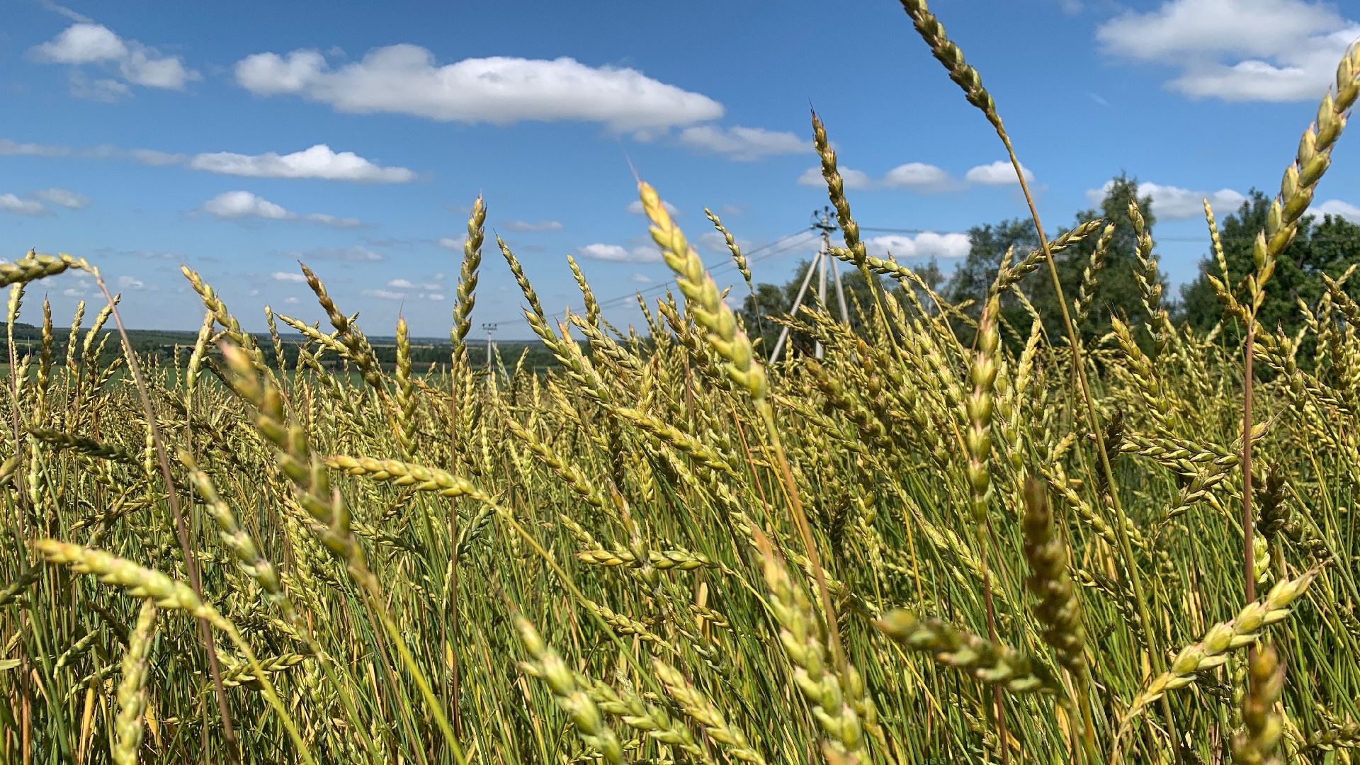 Ступино, сельское хозяйство, пшеница