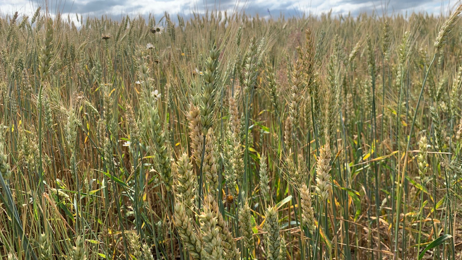 Ступино, сельское хозяйство, пшеница