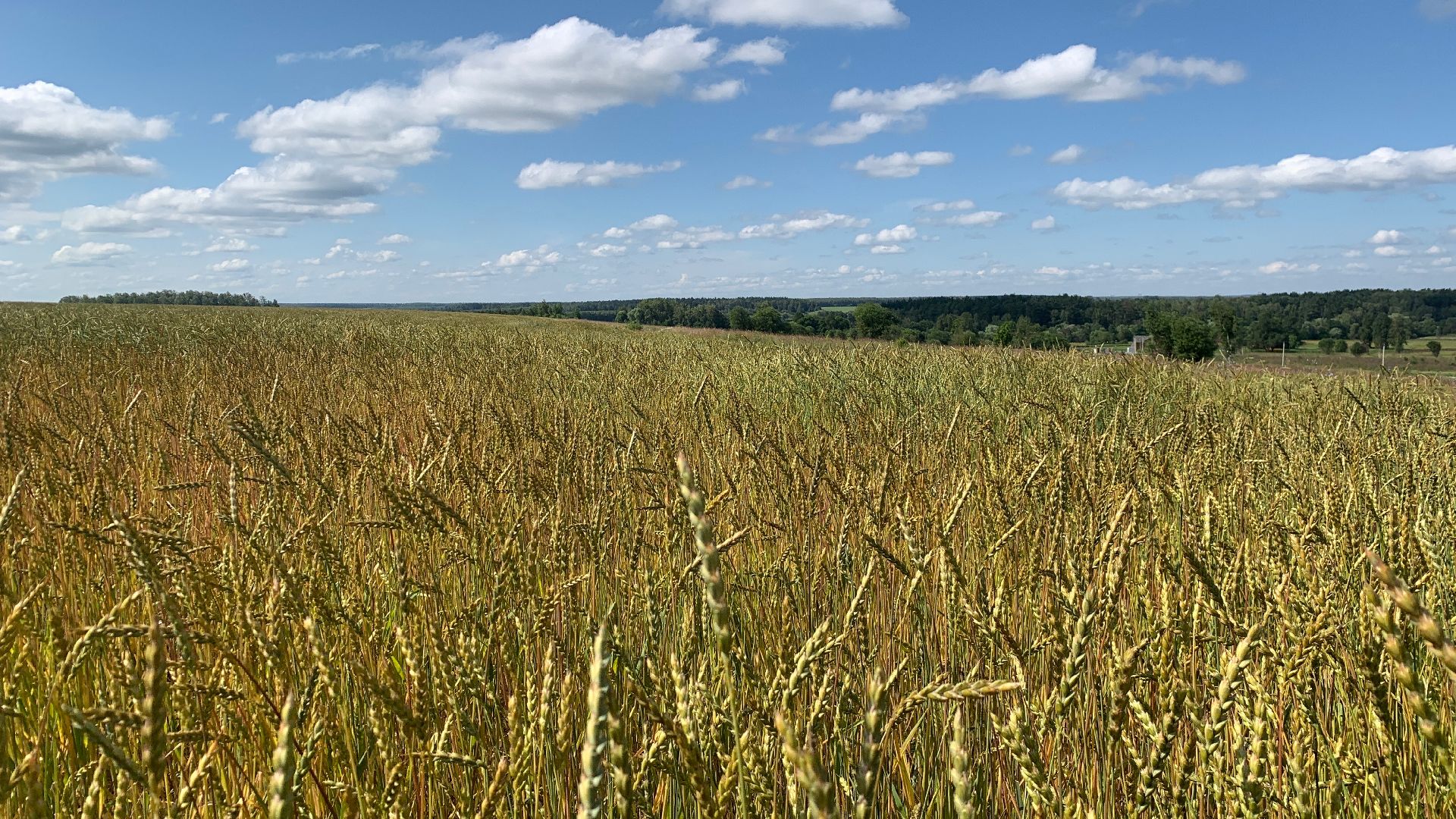 Ступино, сельское хозяйство, пшеница