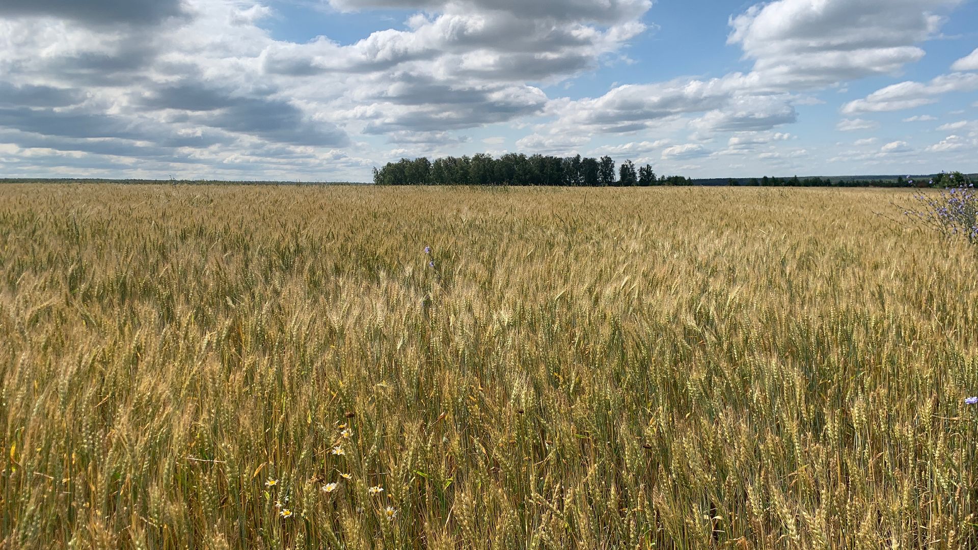 Ступино, сельское хозяйство, пшеница