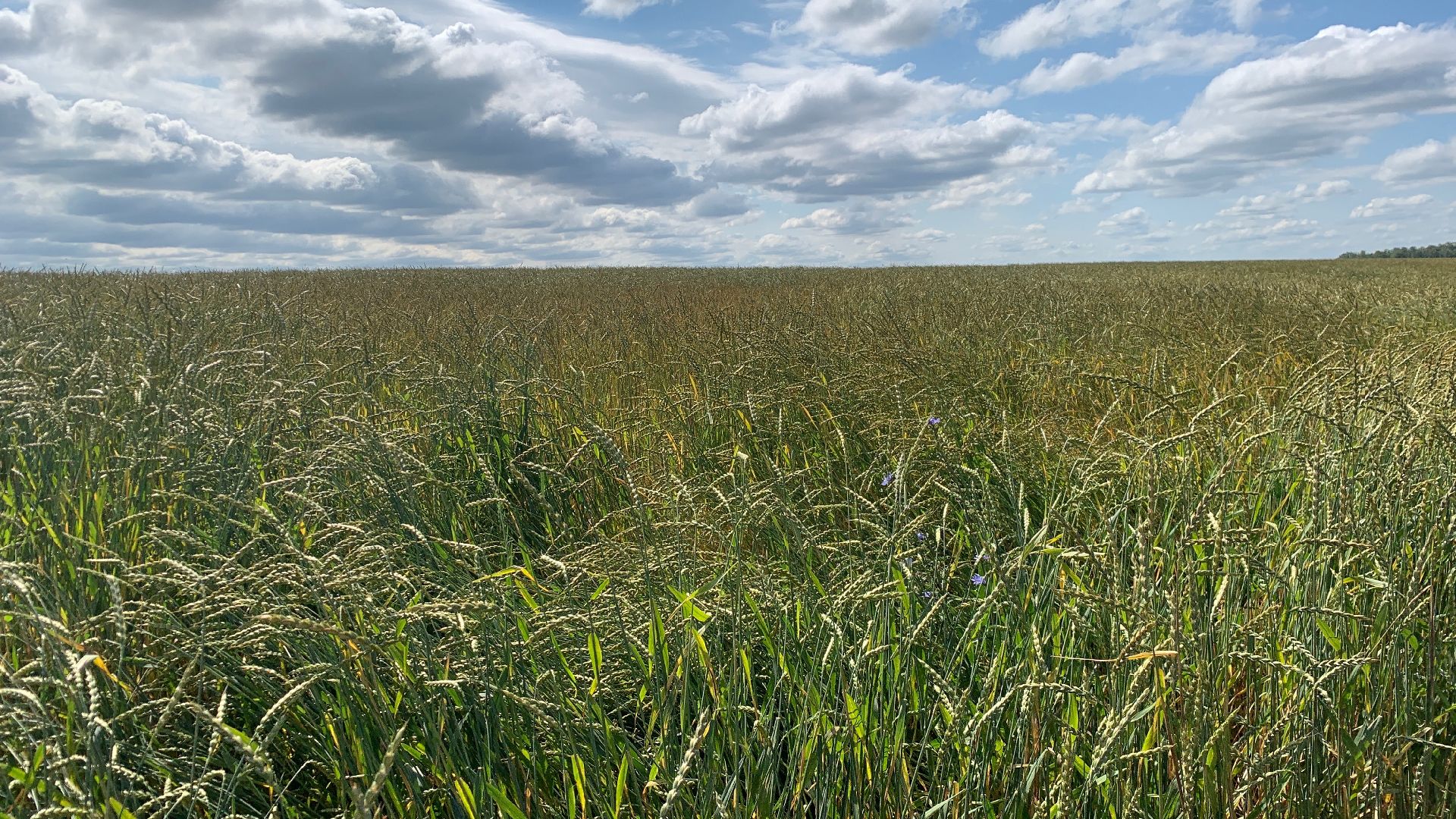 Ступино, сельское хозяйство, пшеница