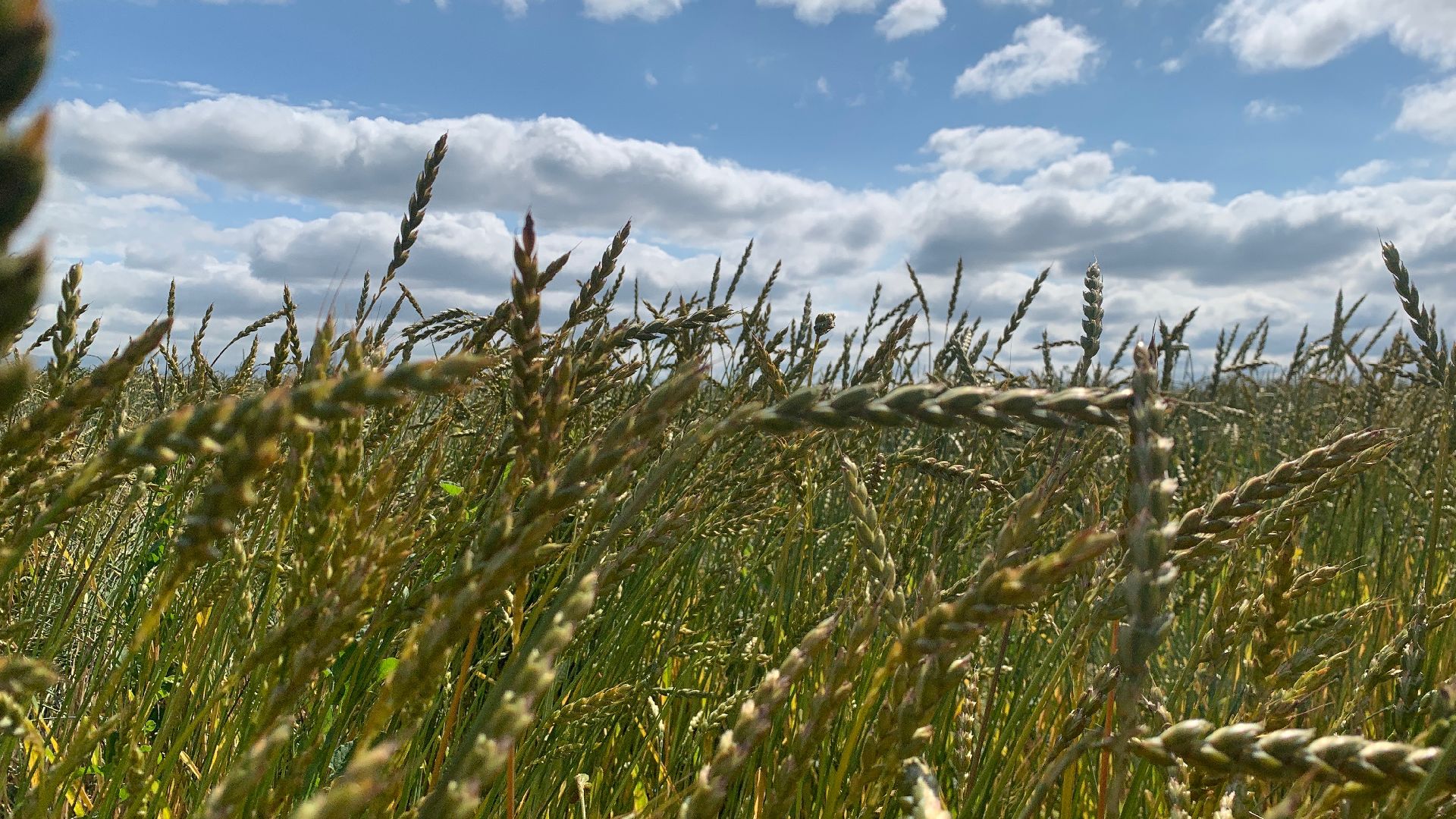 Ступино, сельское хозяйство, пшеница