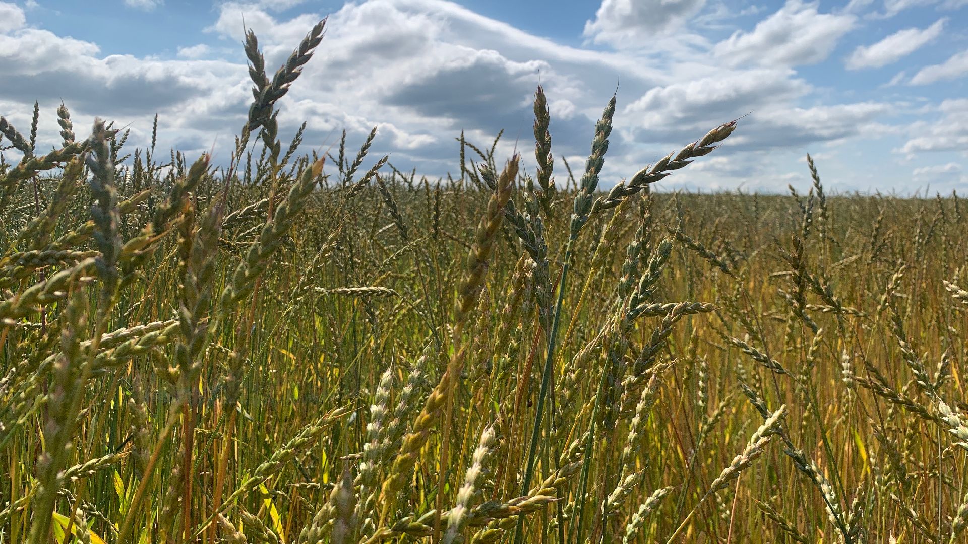 Ступино, сельское хозяйство, пшеница