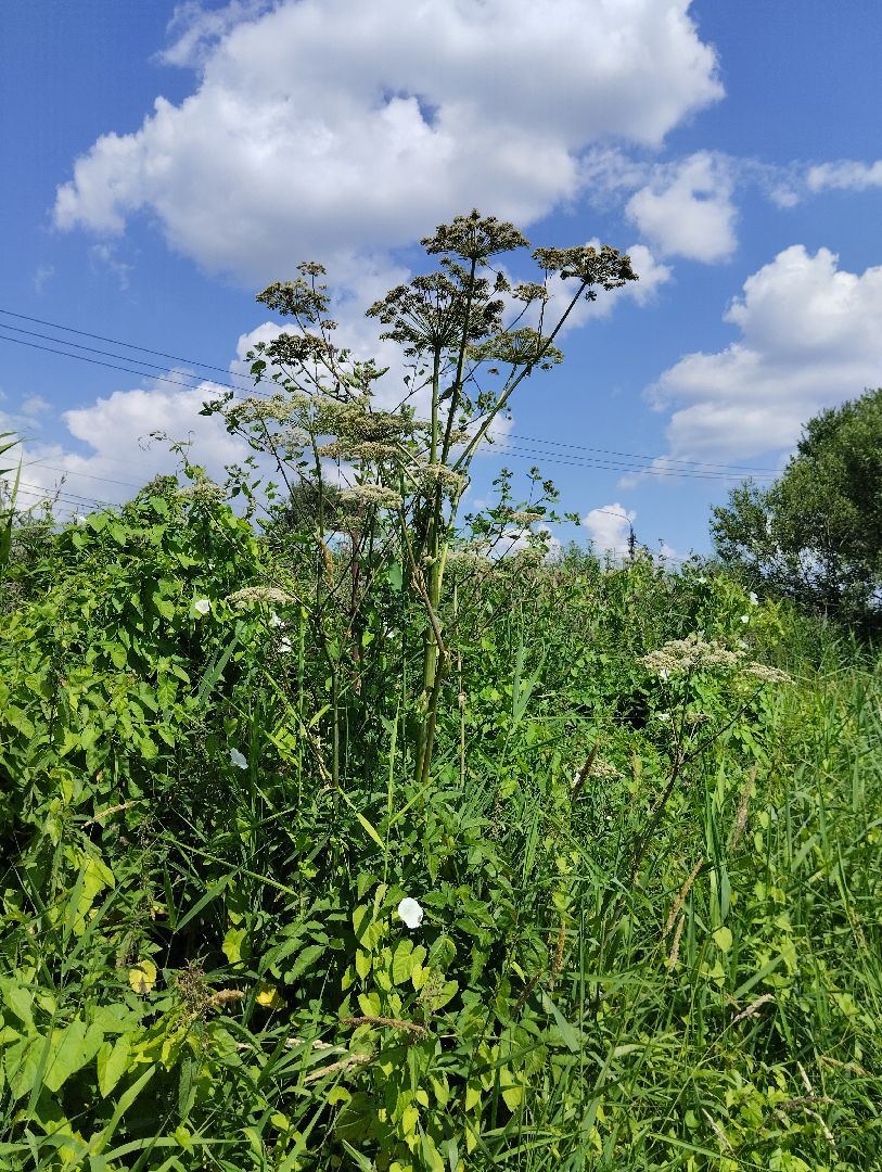 Борщевик Сосновского, растения, ядовитые растения, Ногинск, Богородский городской округ