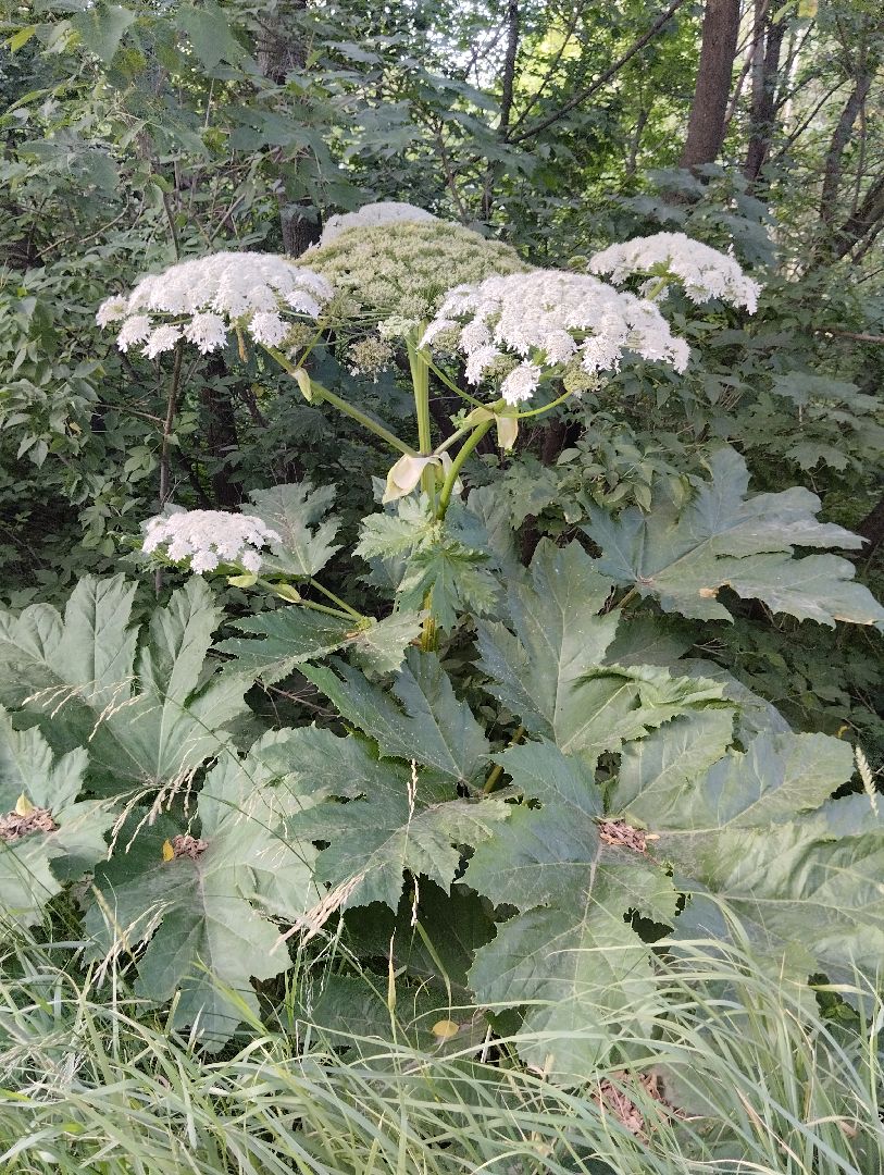 Борщевик Сосновского, растения, ядовитые растения, Ногинск, Богородский городской округ