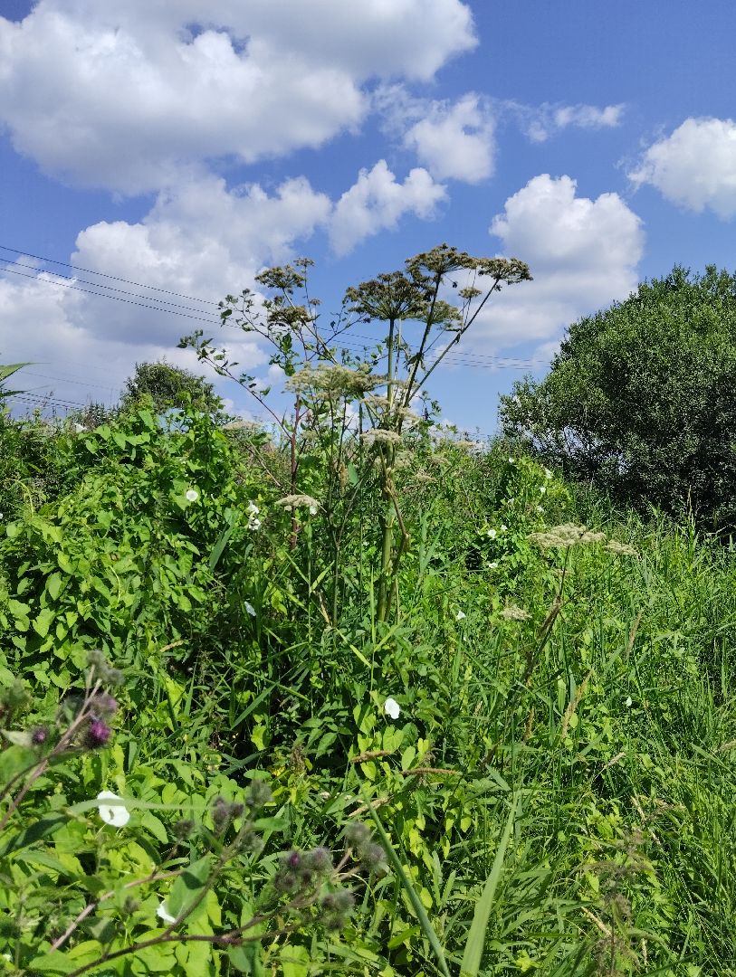 Борщевик Сосновского, растения, ядовитые растения, Ногинск, Богородский городской округ