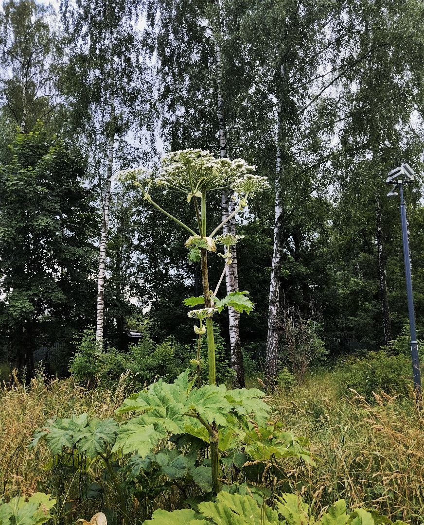 Борщевик Сосновского, растения, ядовитые растения, Ногинск, Богородский городской округ
