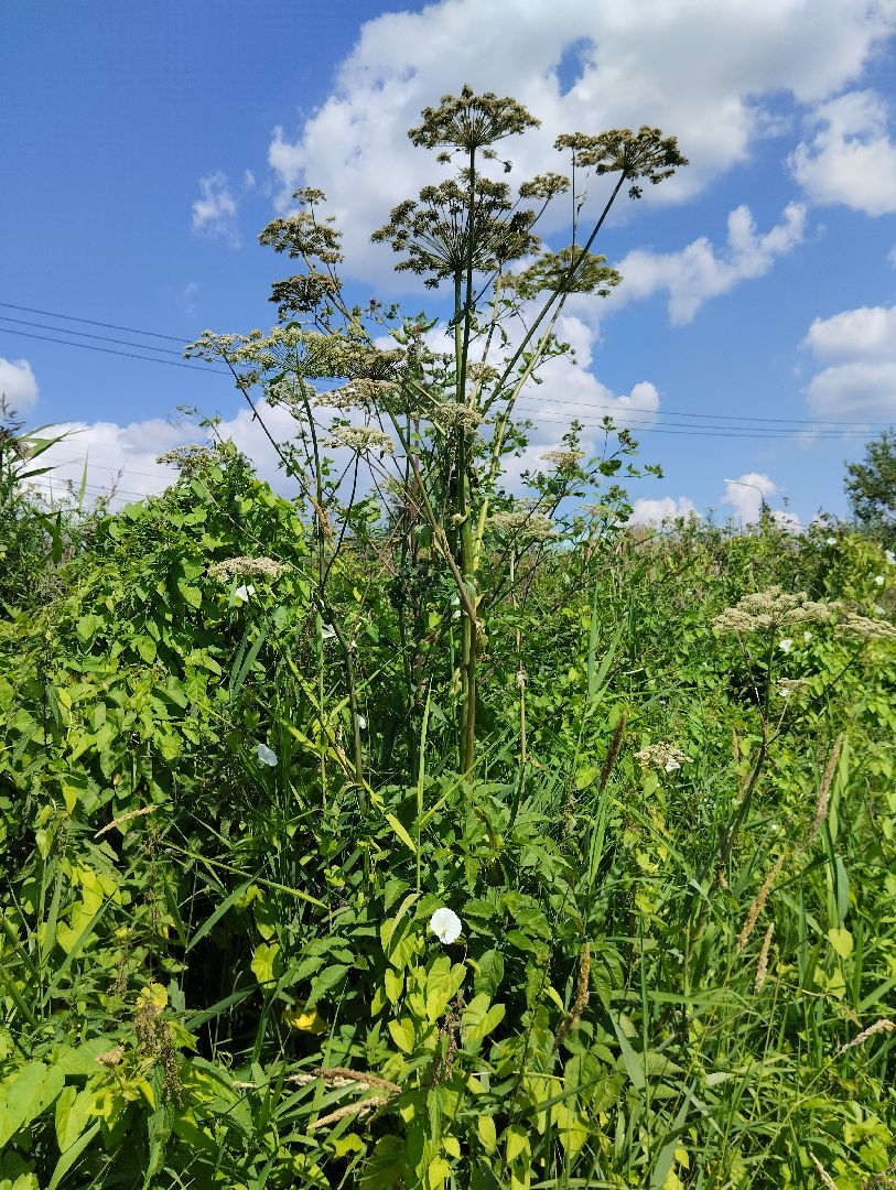 Борщевик Сосновского, растения, ядовитые растения, Ногинск, Богородский городской округ