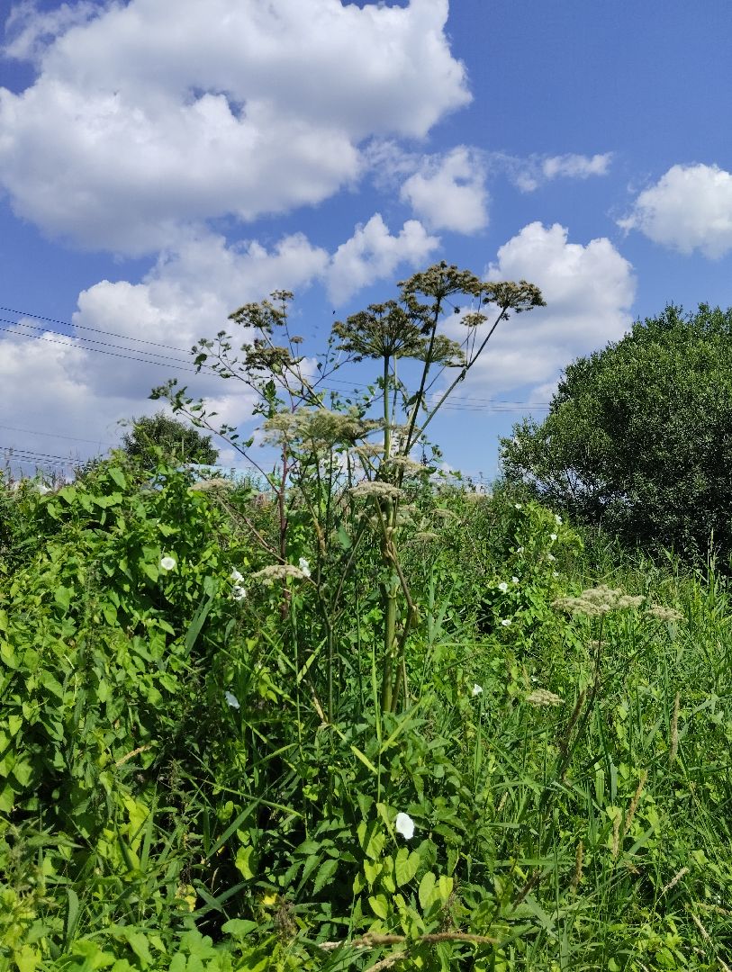 Борщевик Сосновского, растения, ядовитые растения, Ногинск, Богородский городской округ