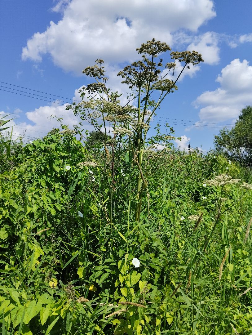 Борщевик Сосновского, растения, ядовитые растения, Ногинск, Богородский городской округ