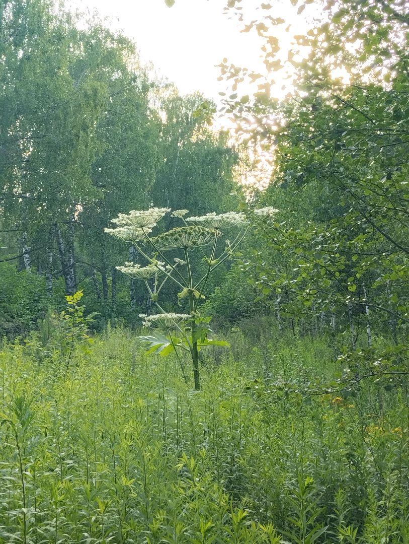 Борщевик Сосновского, растения, ядовитые растения, Ногинск, Богородский городской округ