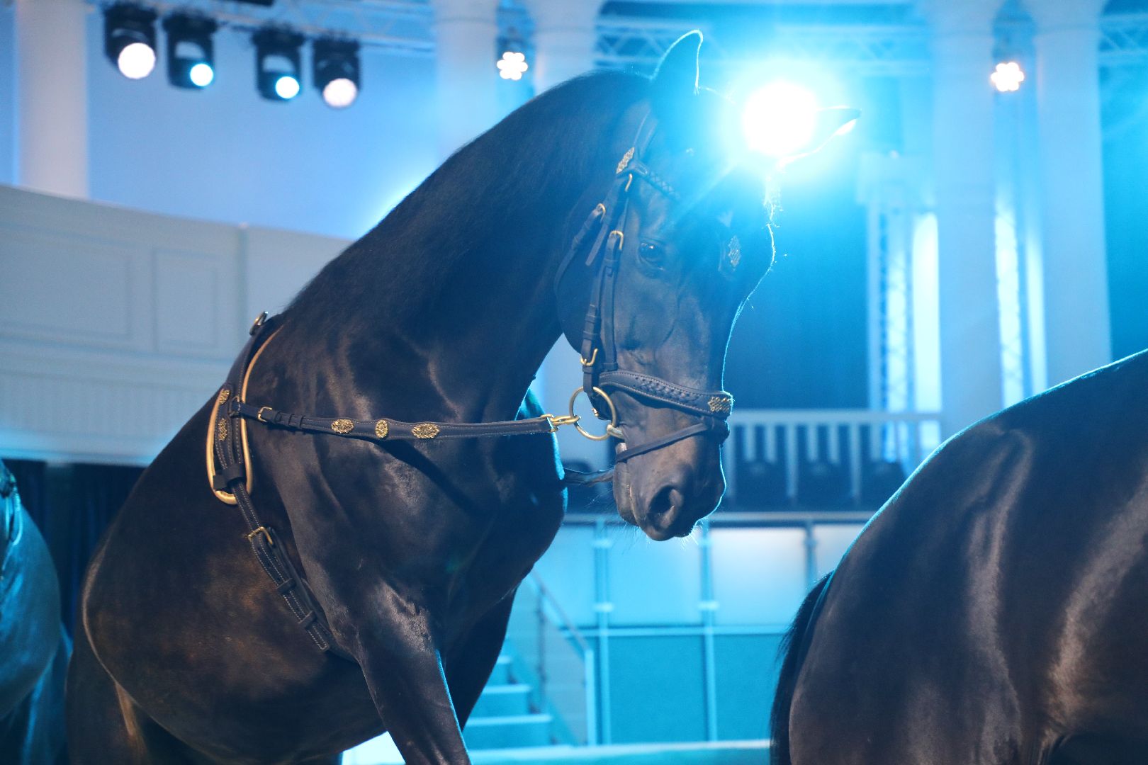 лыткарино, спорт, тентпеггинг, конный спорт, международные соревнования,