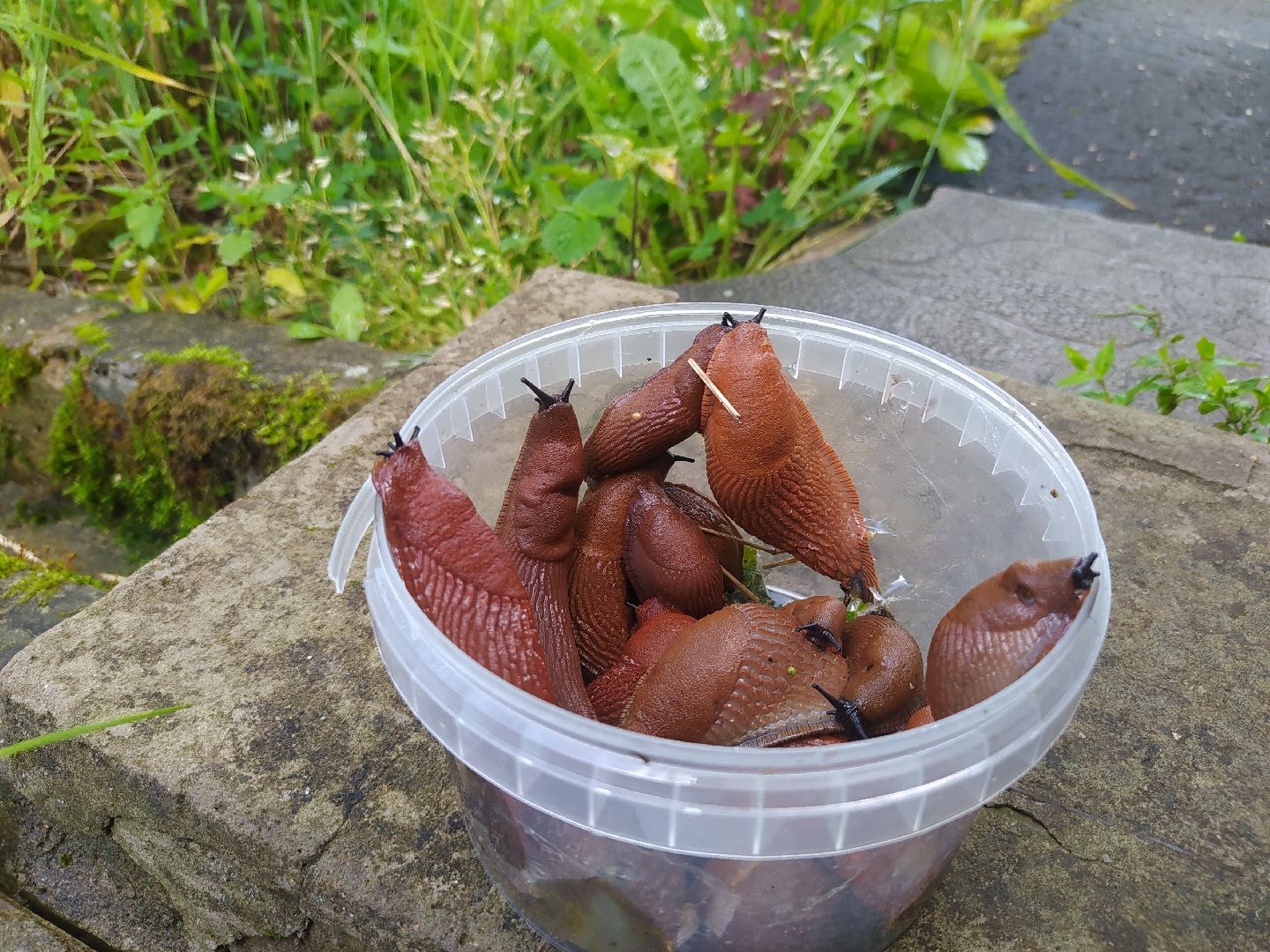 Истра, португальский слизень, слизни, мутанты, моллюски