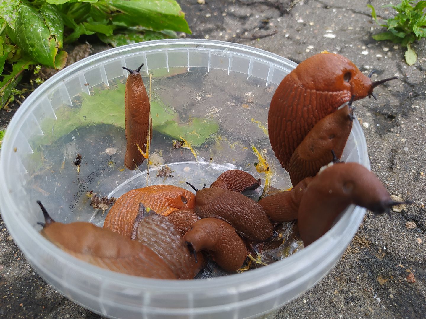 Истра, португальский слизень, слизни, мутанты, моллюски