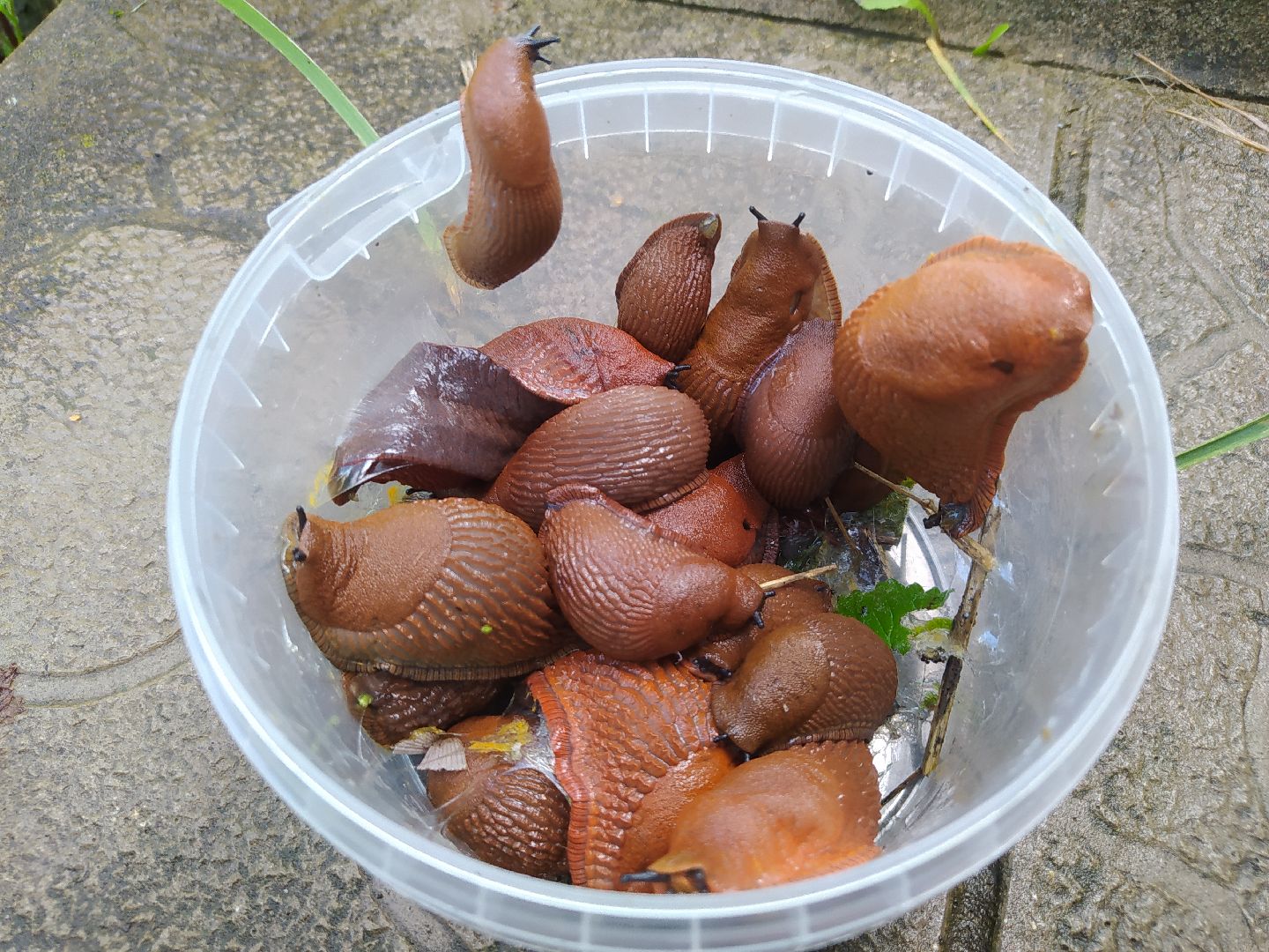 Истра, португальский слизень, слизни, мутанты, моллюски