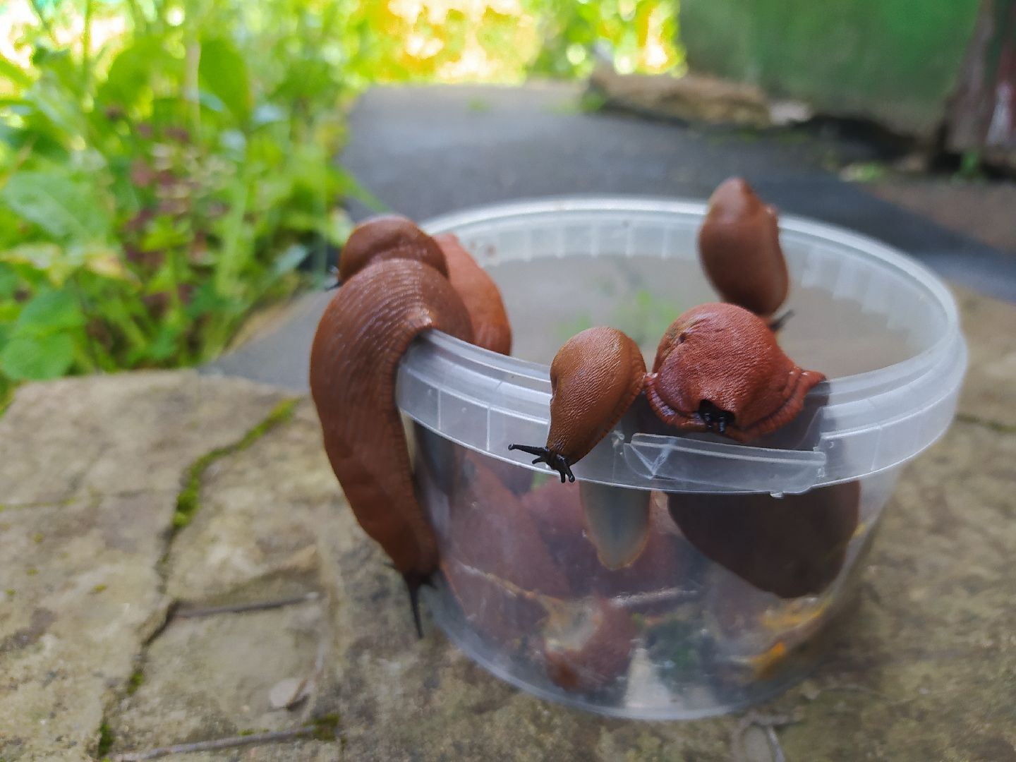 Истра, португальский слизень, слизни, мутанты, моллюски