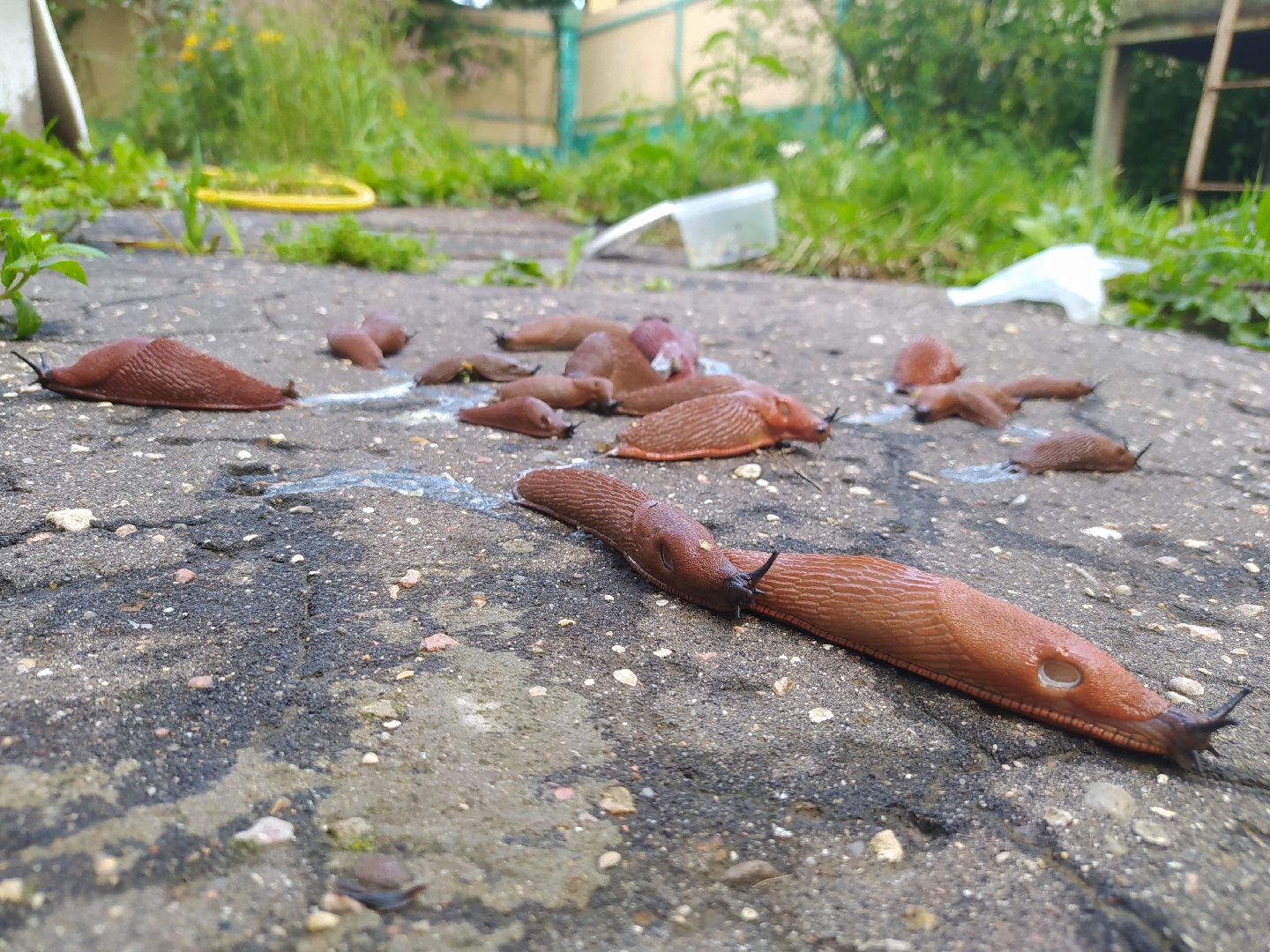 Истра, португальский слизень, слизни, мутанты, моллюски