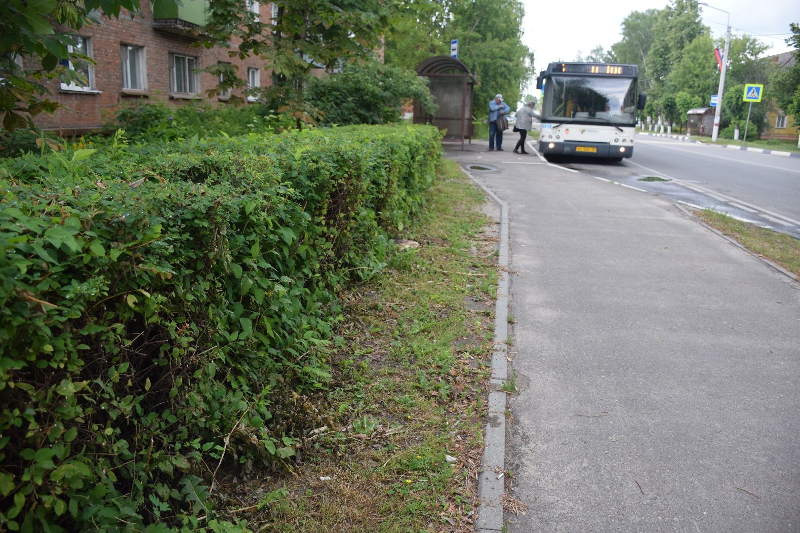 Павловский Посад,городской округ Павловский Посад, кусты, благоустройство, уборка, отстановка, люди