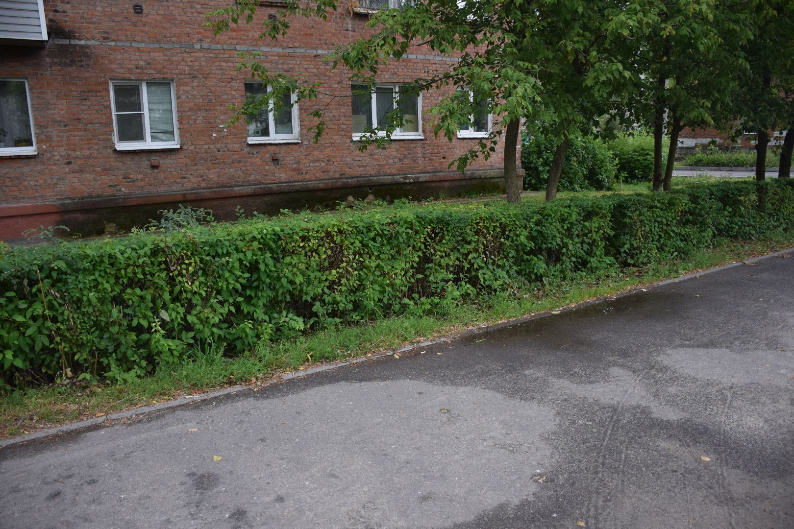 Павловский Посад,городской округ Павловский Посад, кусты, благоустройство, уборка, отстановка, люди