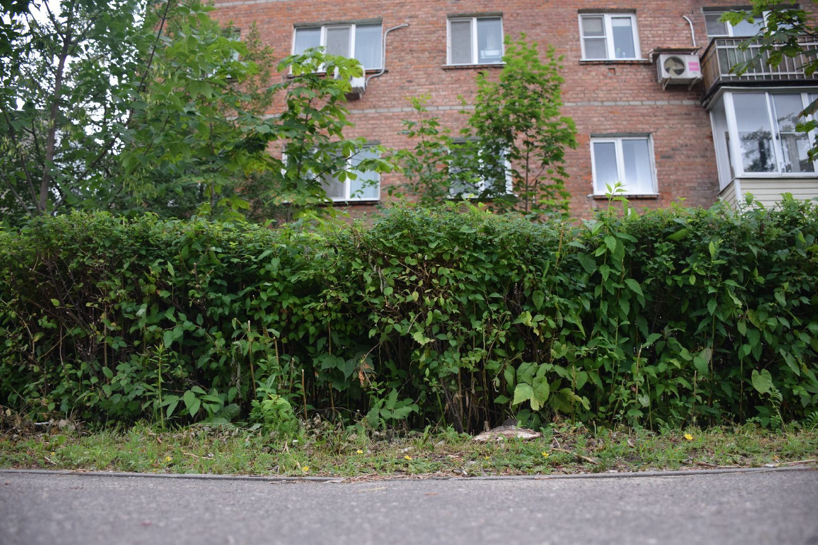 Павловский Посад,городской округ Павловский Посад, кусты, благоустройство, уборка, отстановка, люди