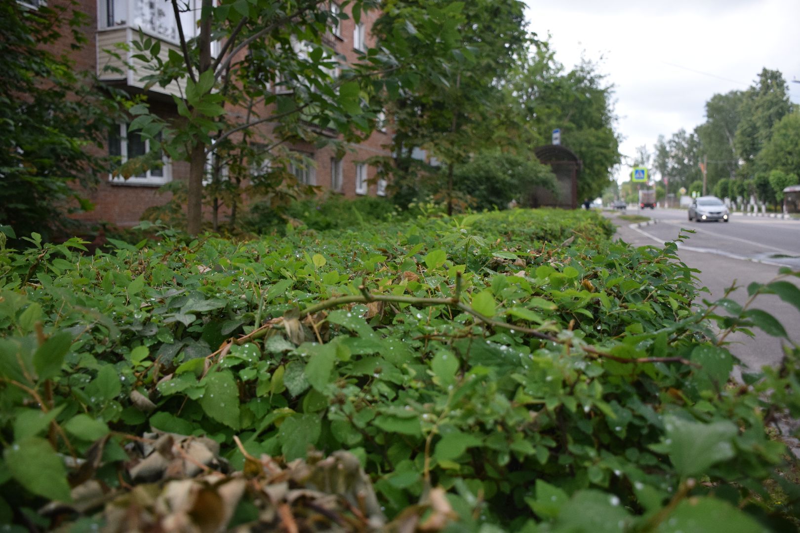 Павловский Посад,городской округ Павловский Посад, кусты, благоустройство, уборка, отстановка, люди