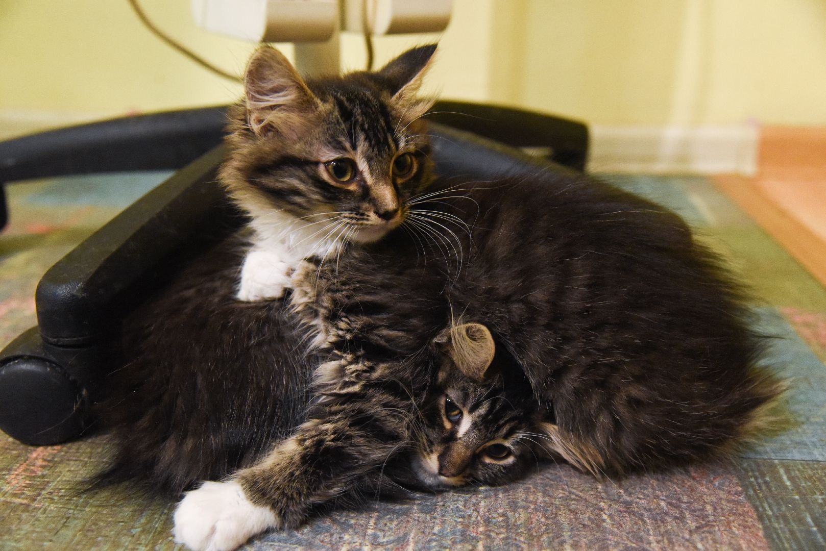 Химки, котокафе, кошки, животные