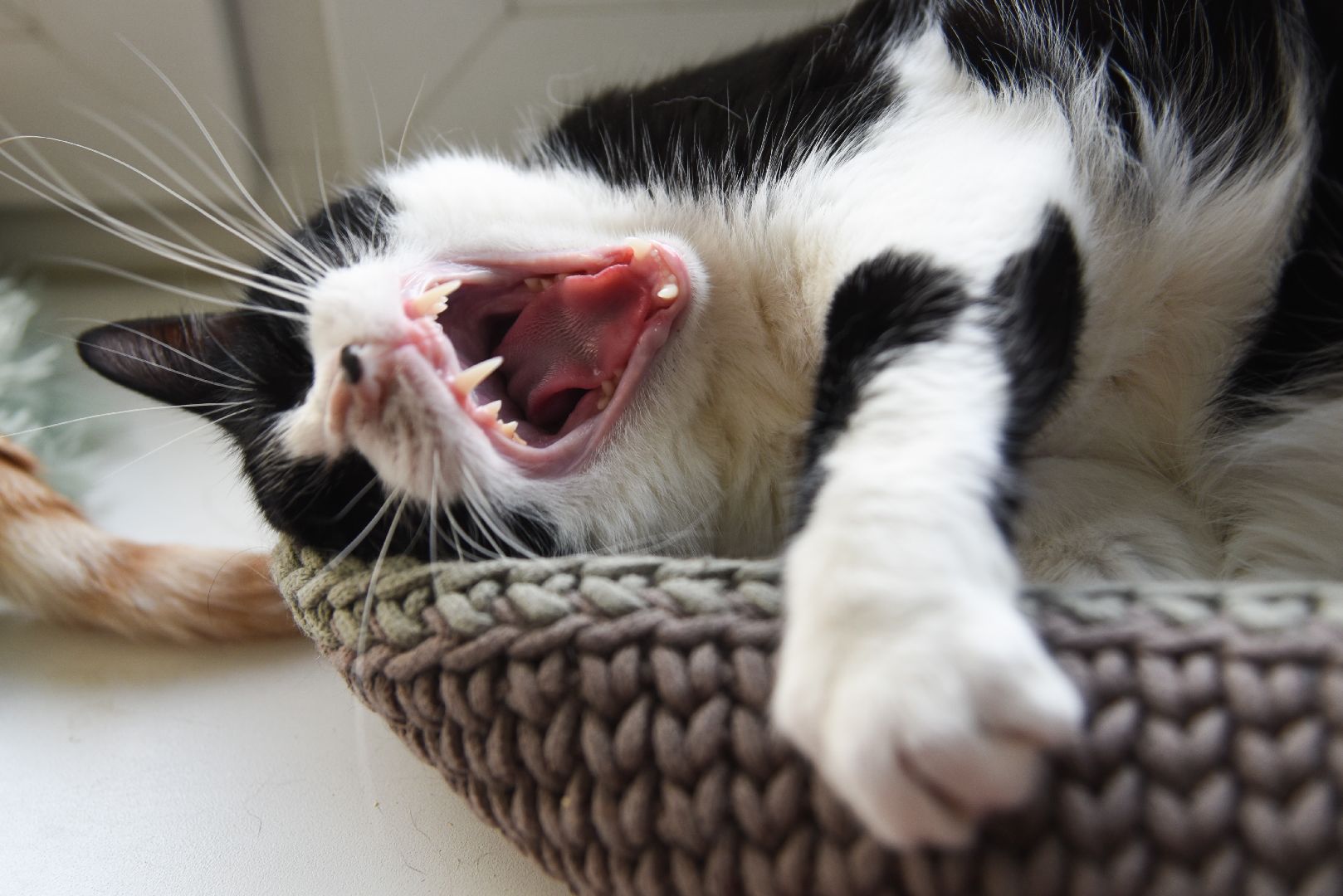 Химки, котокафе, кошки, животные