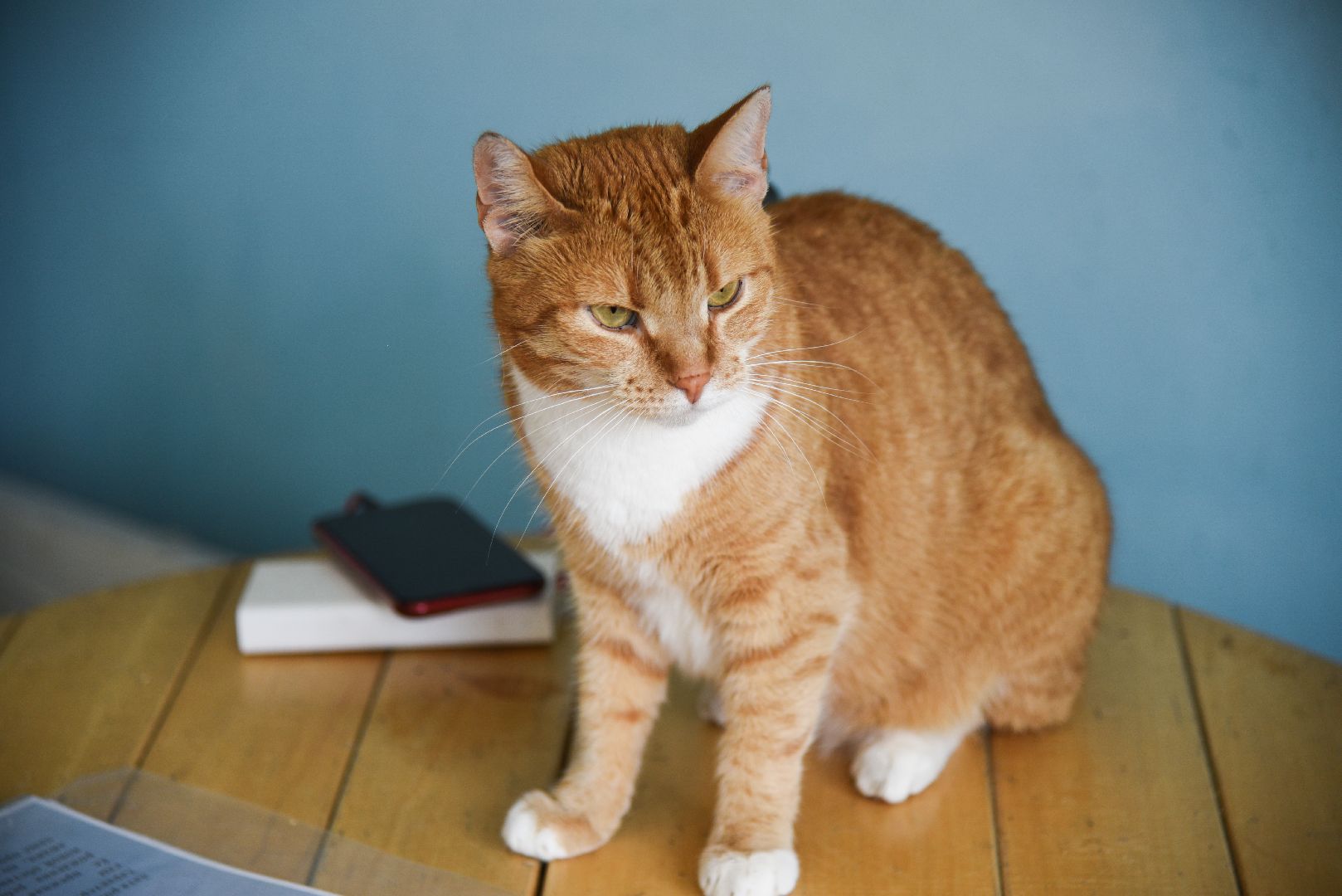 Химки, котокафе, кошки, животные