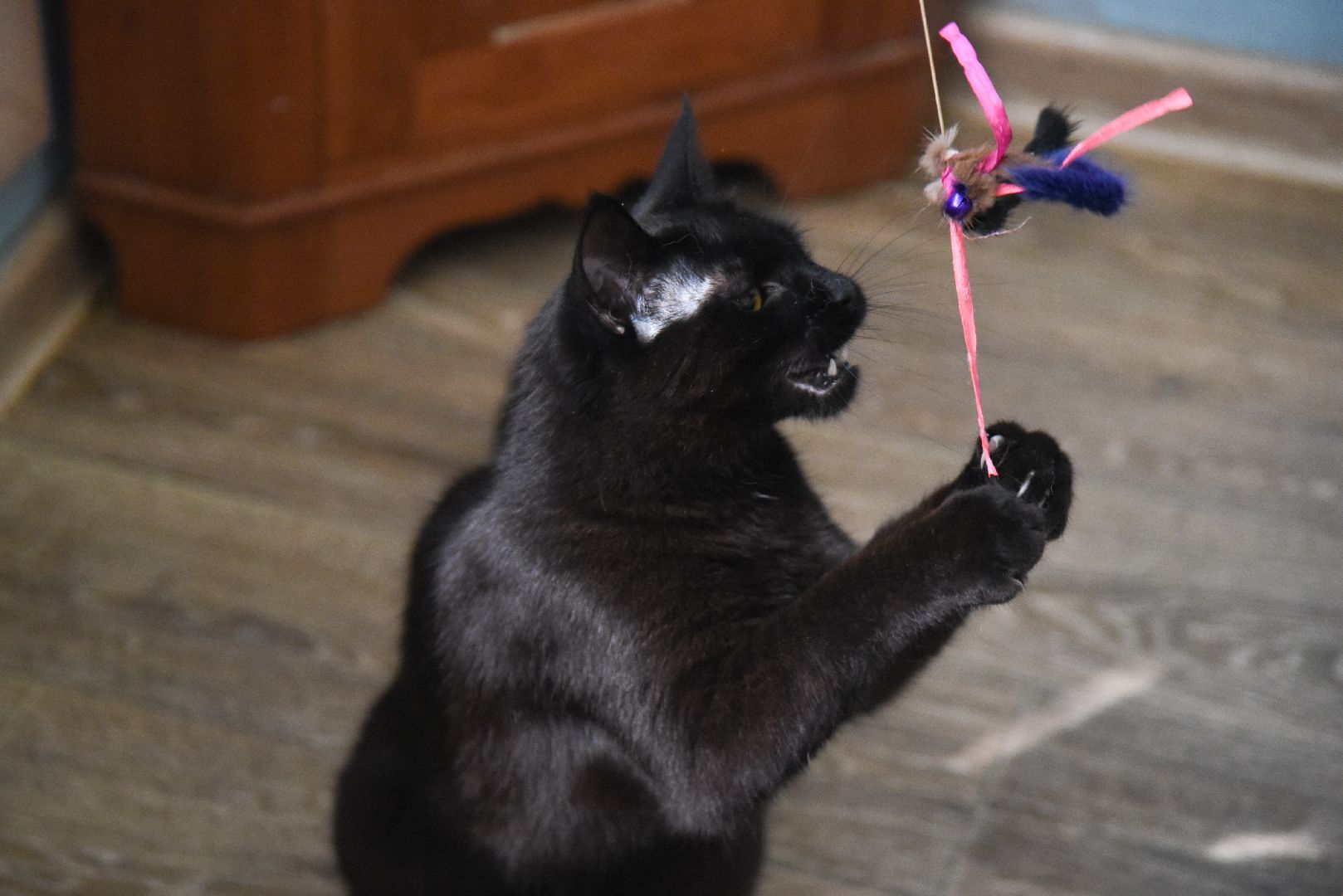 Химки, котокафе, кошки, животные