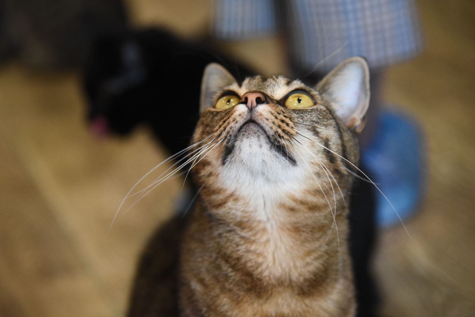 Химки, котокафе, кошки, животные