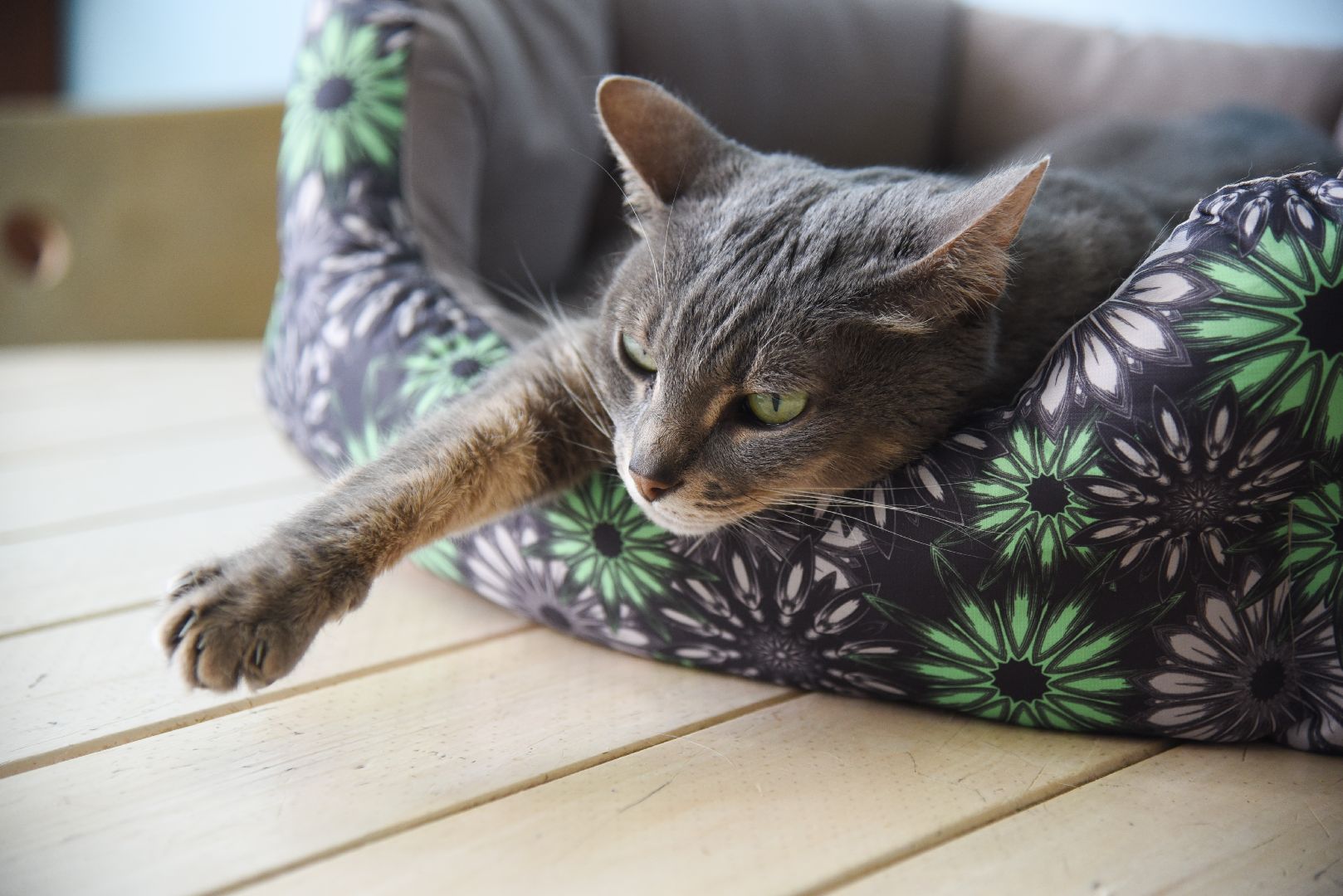 Химки, котокафе, кошки, животные