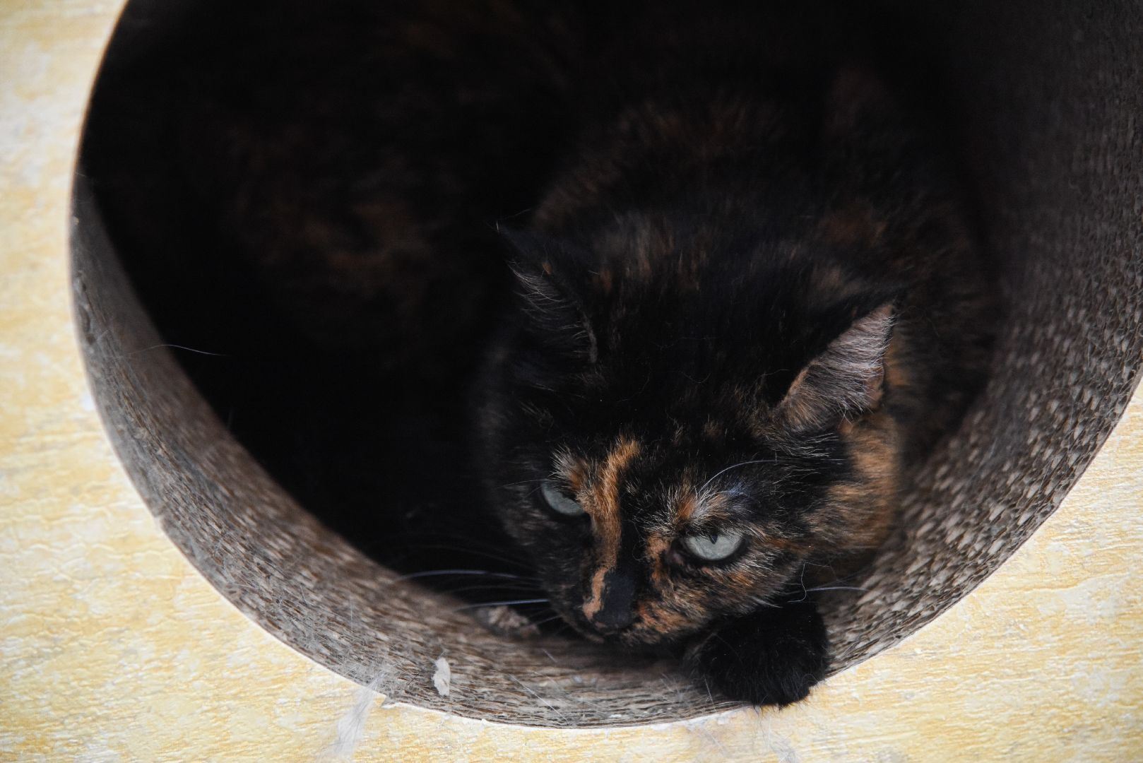 Химки, котокафе, кошки, животные