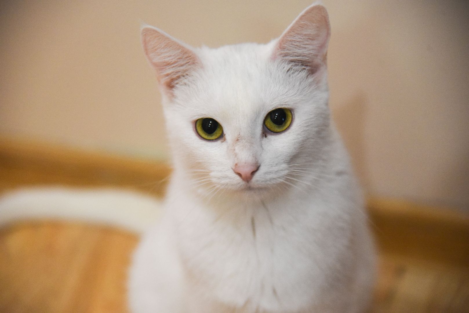 Химки, котокафе, кошки, животные