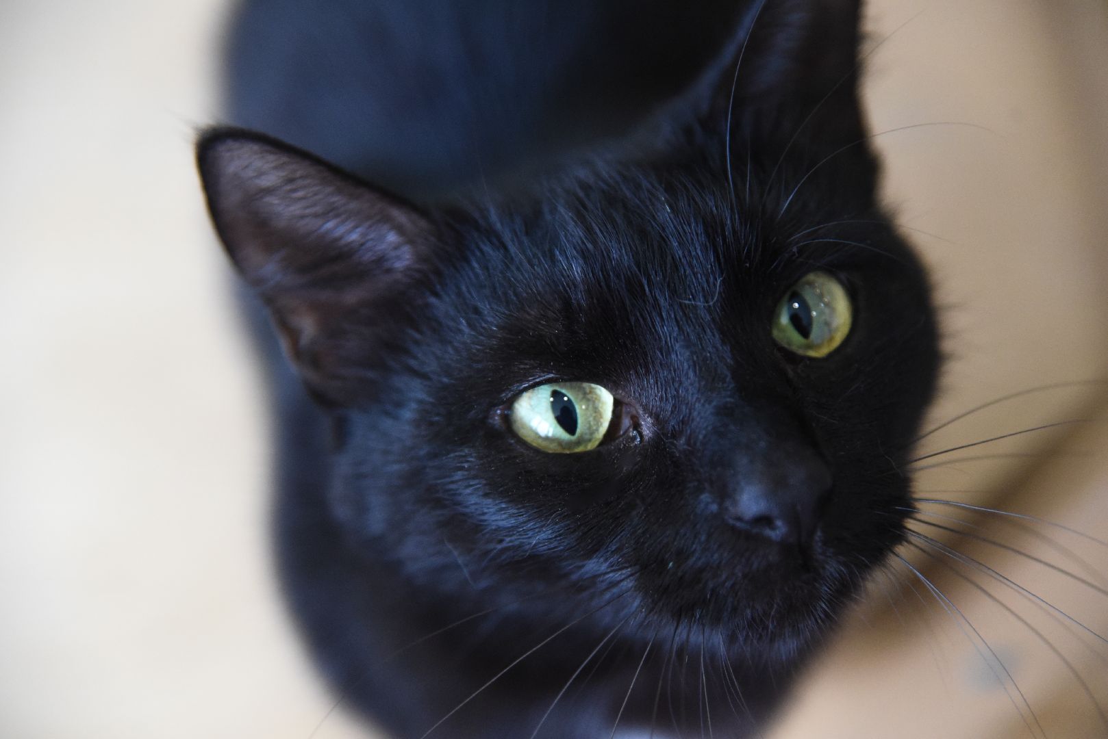 Химки, котокафе, кошки, животные