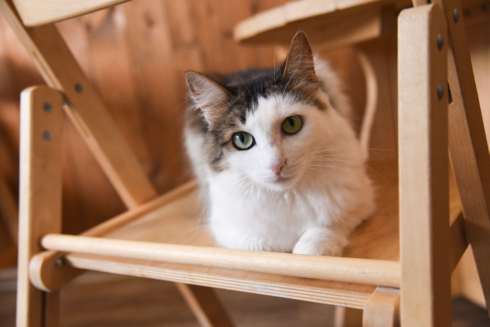 Химки, котокафе, кошки, животные